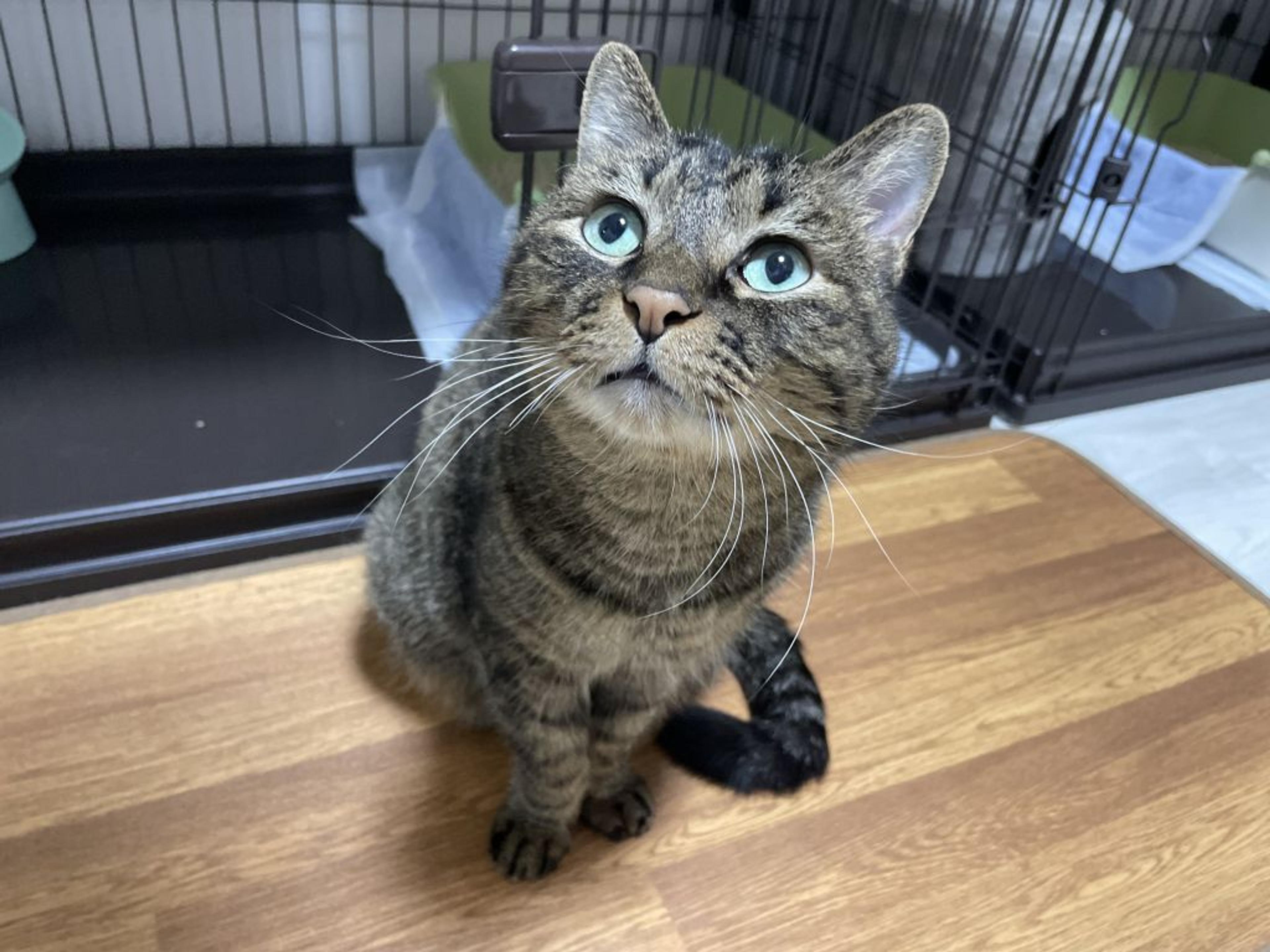 pet-image-2
