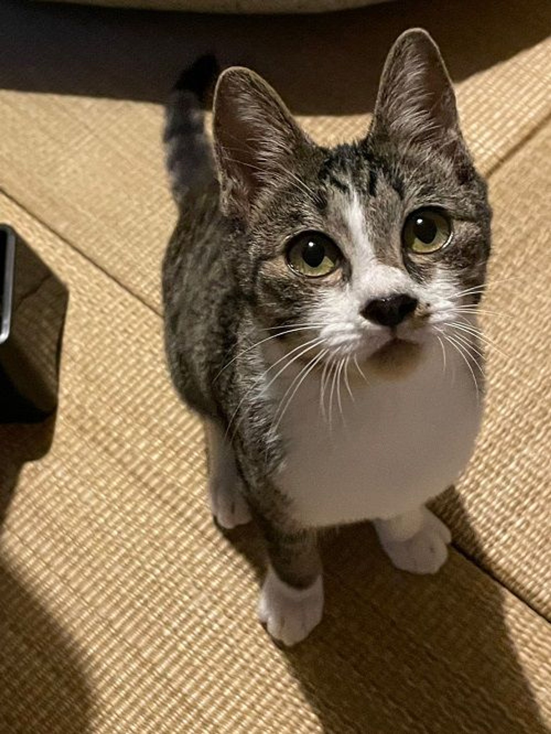 雑種（ミックス猫）・オスの里親募集の写真