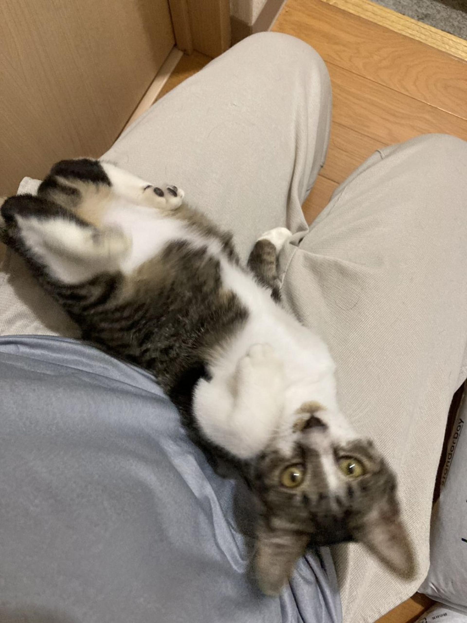 pet-image-3