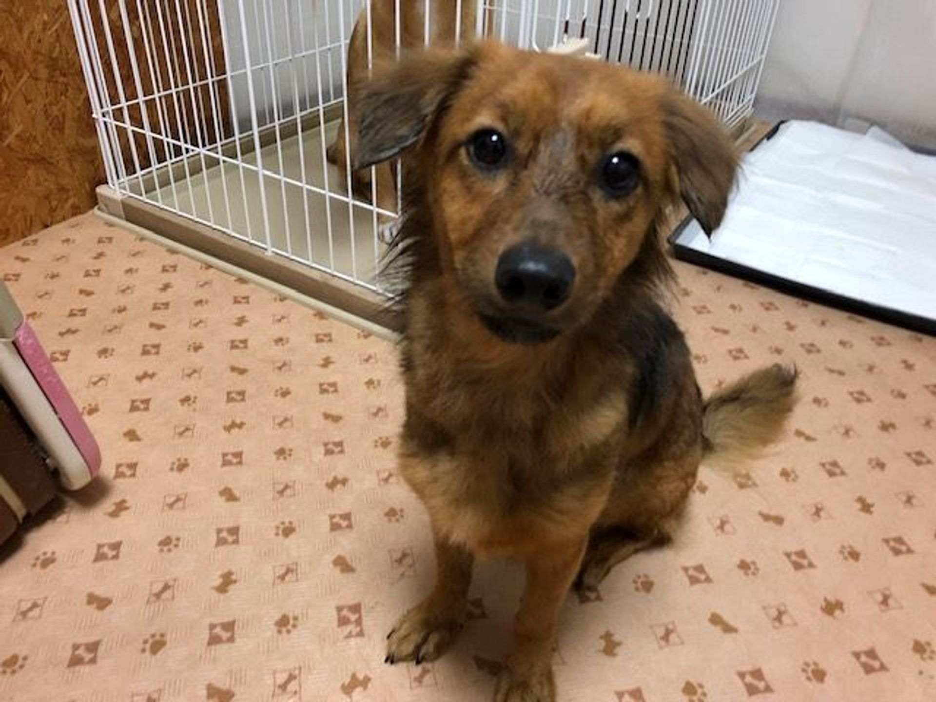 雑種（ミックス犬）・メスの里親募集の写真