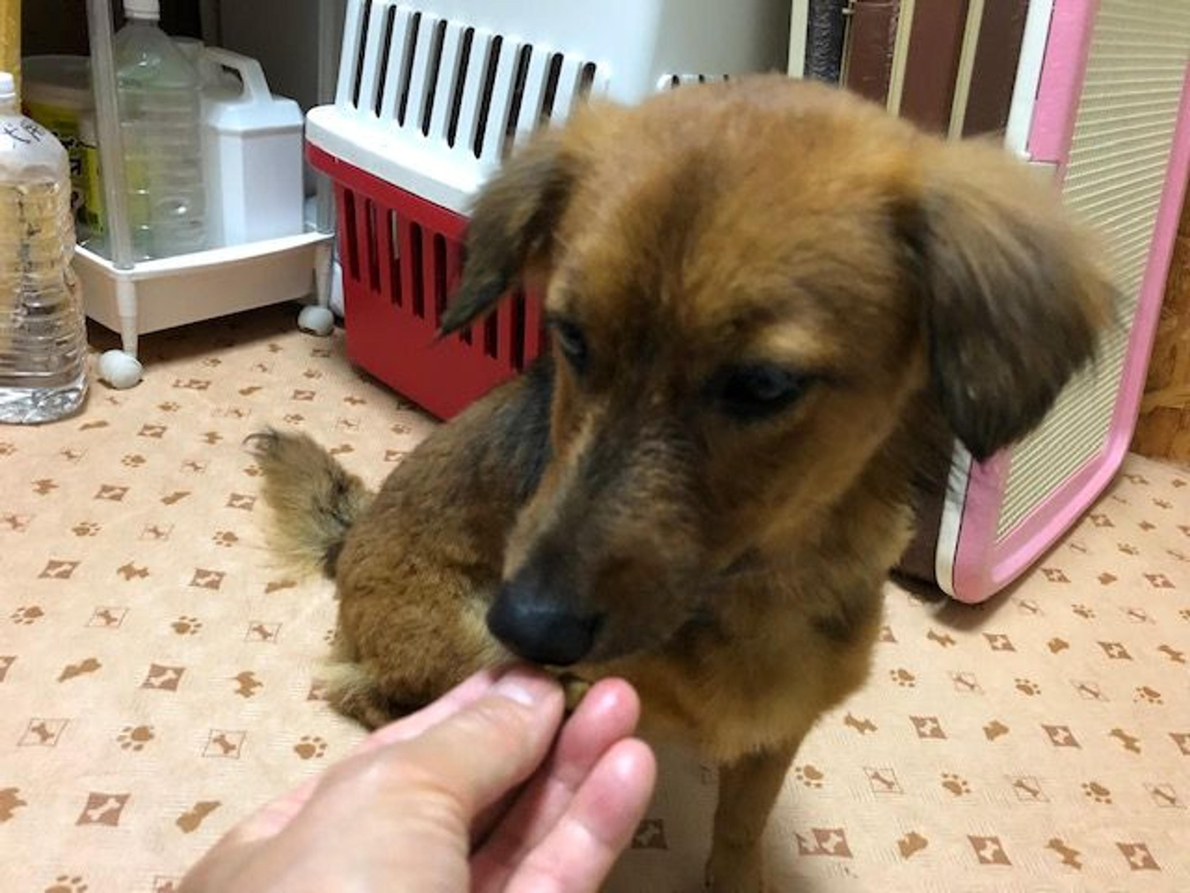 pet-image-3