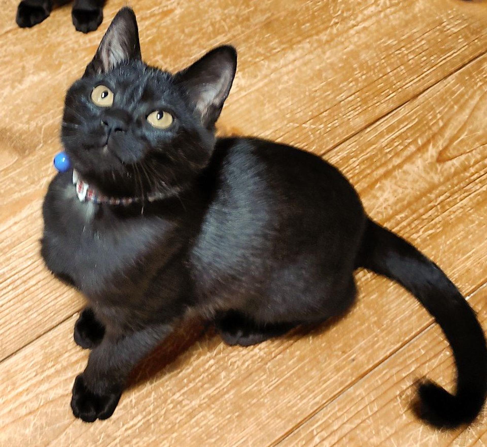 pet-image-2