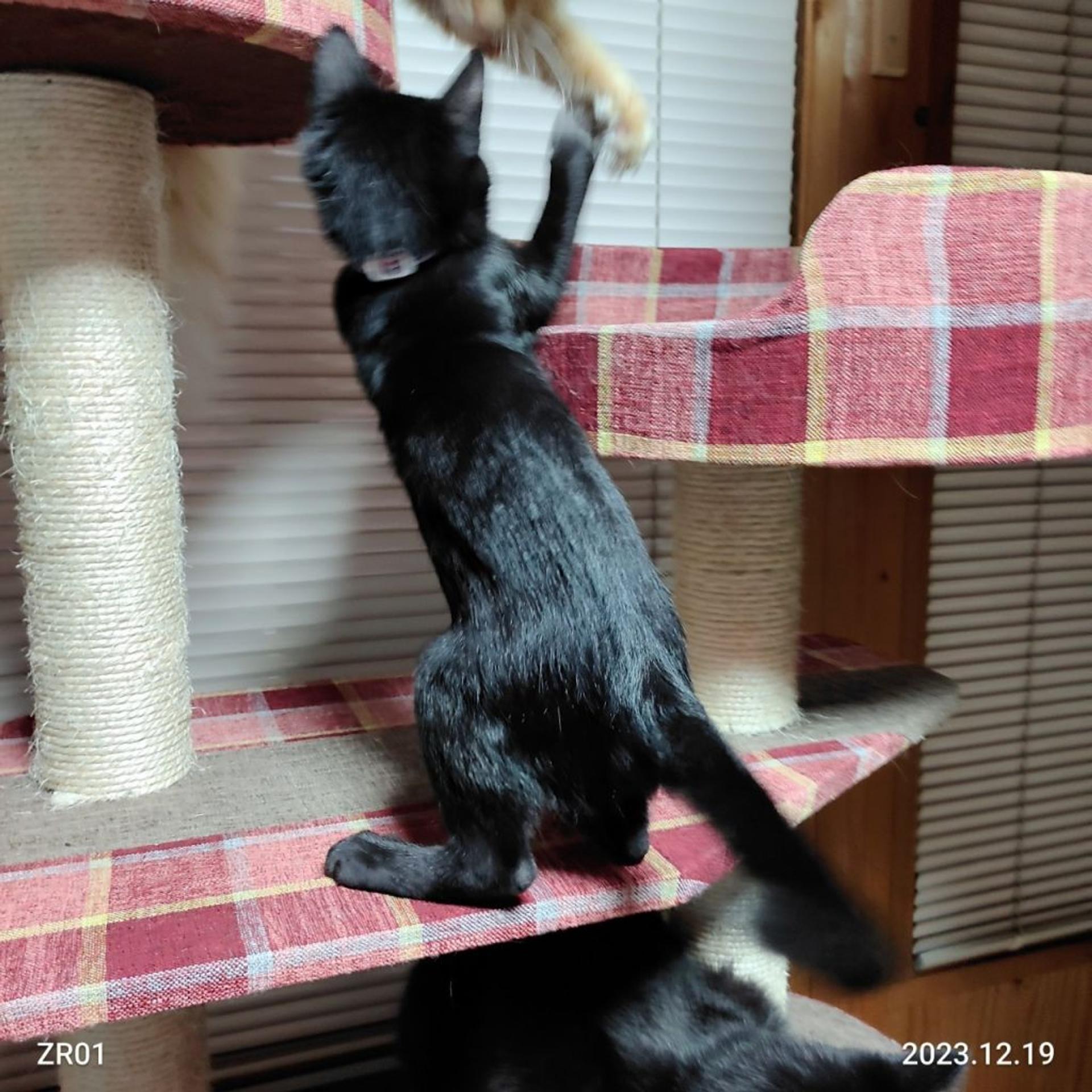 pet-image-5