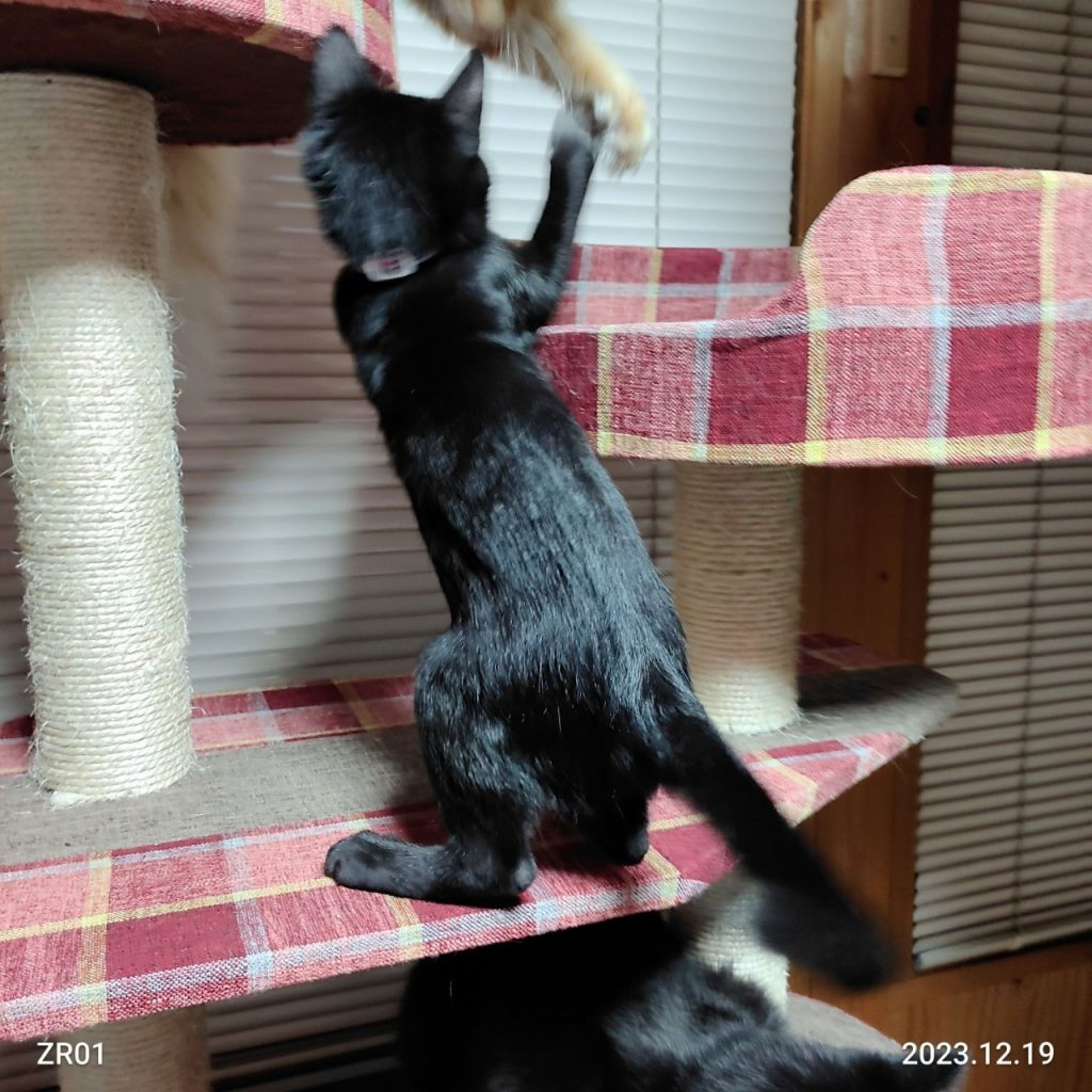 pet-image-5