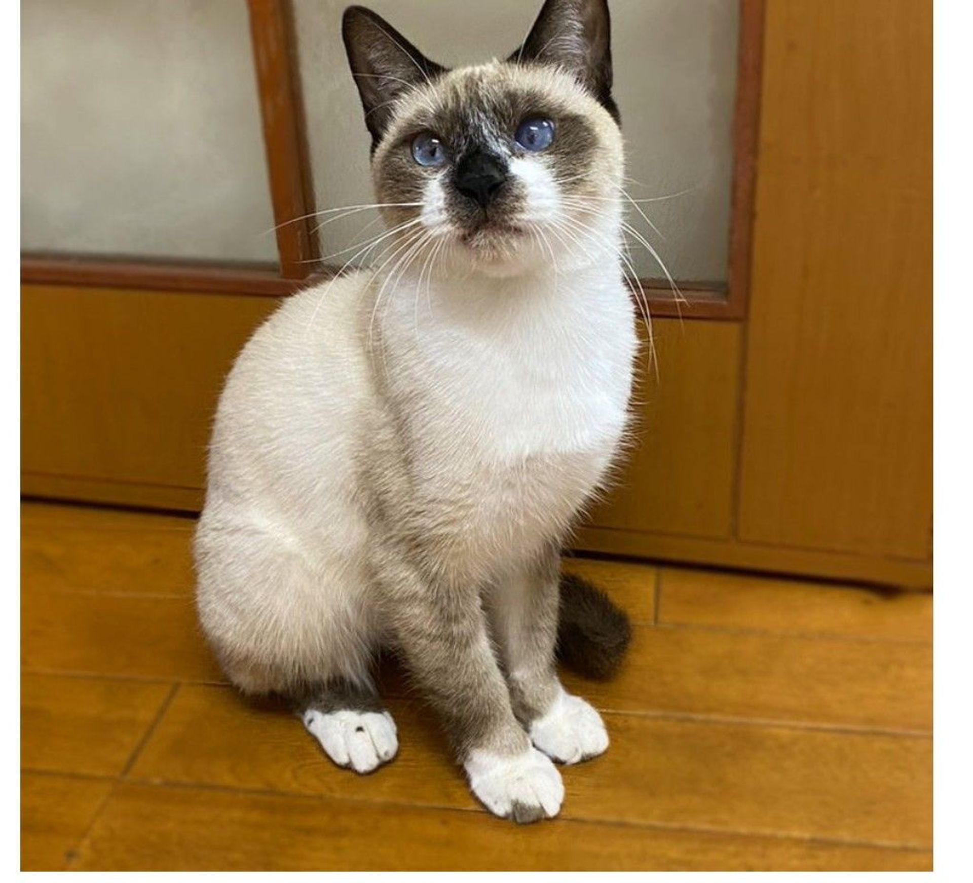 雑種（ミックス猫）・オスの里親募集の写真