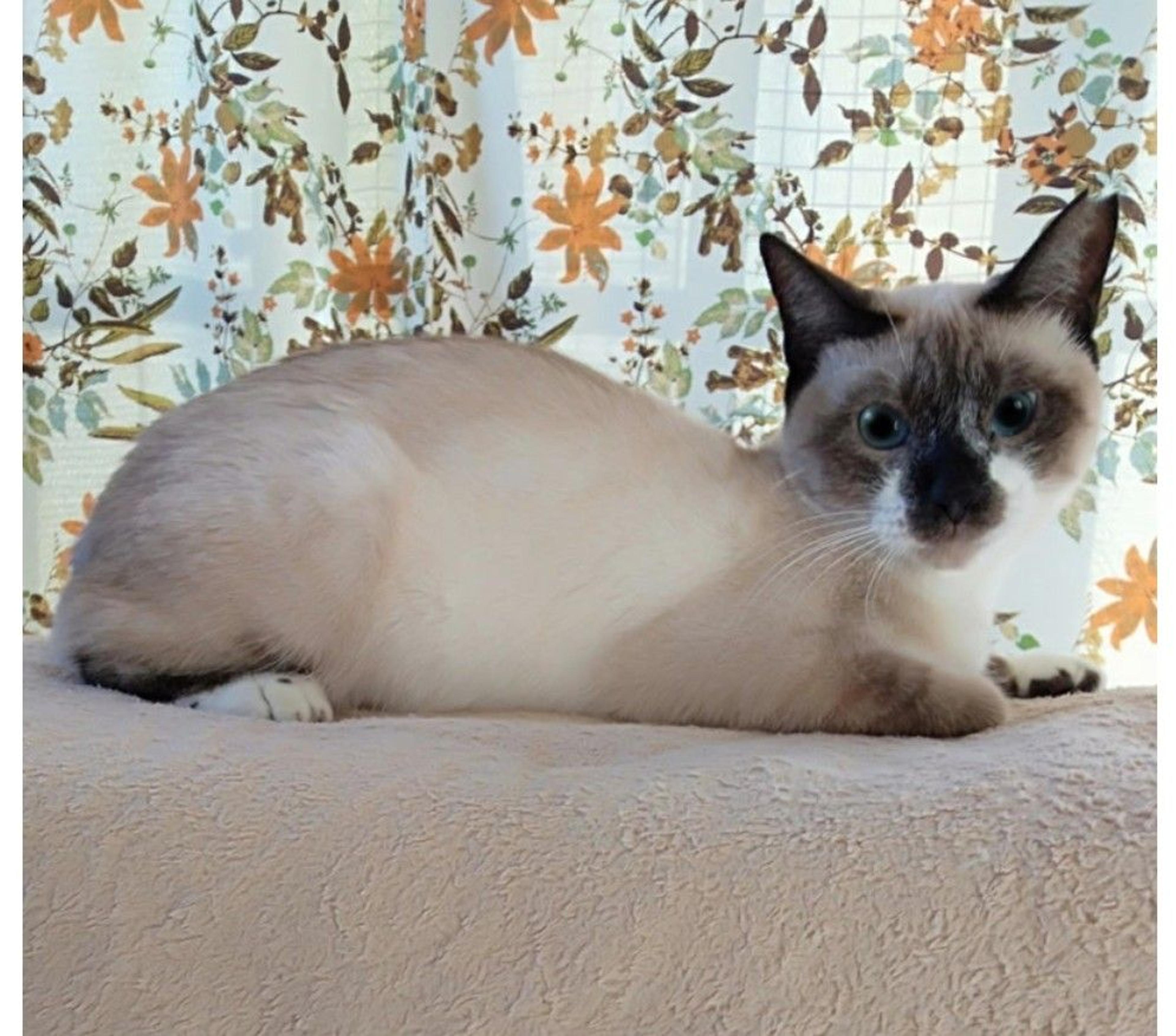 pet-image-2