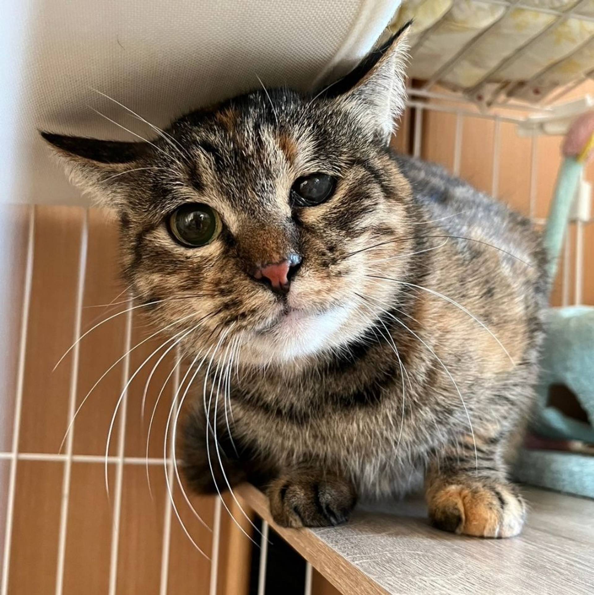 雑種（ミックス猫）・メスの里親募集の写真