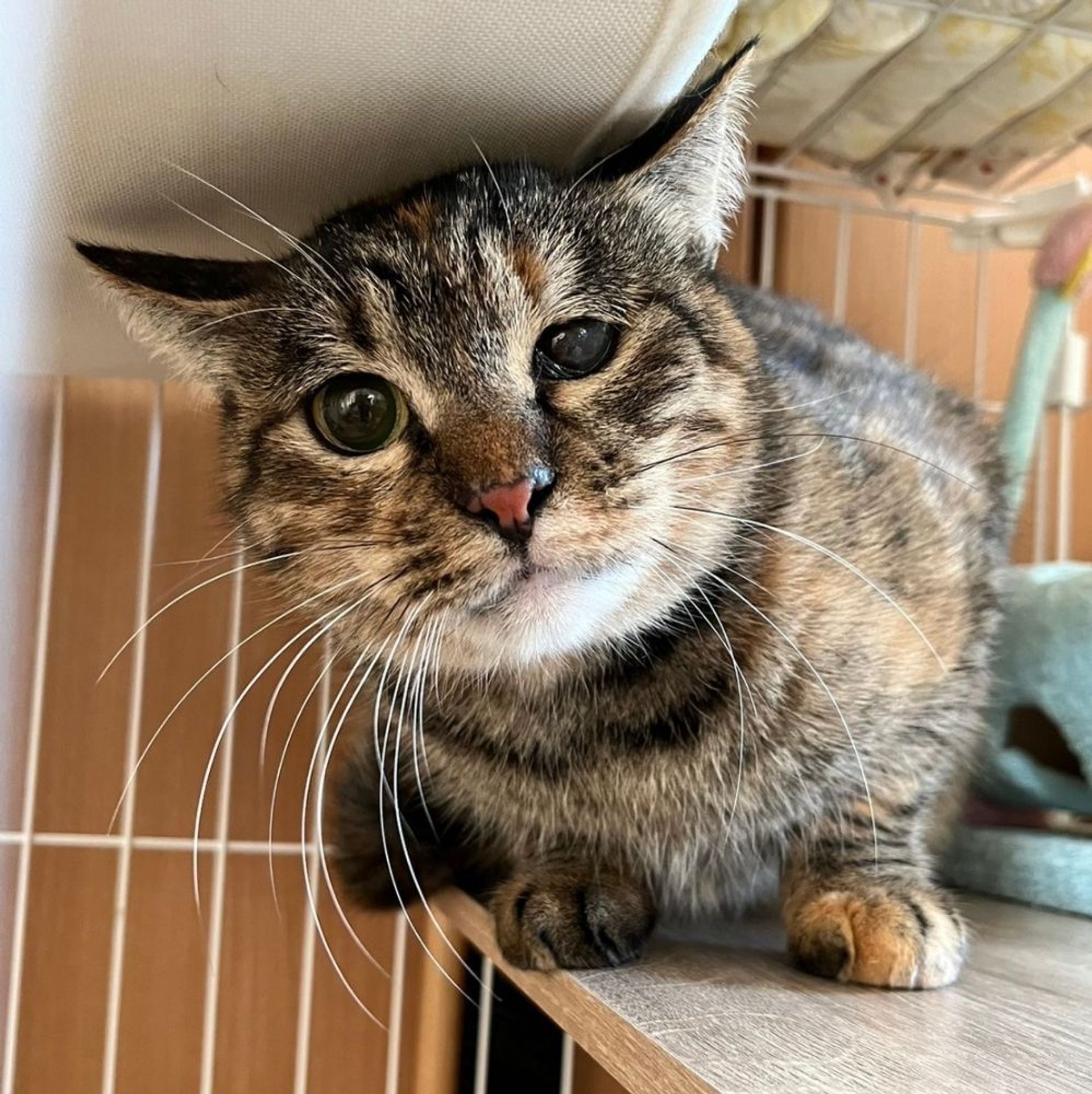 雑種（ミックス猫）・メスの里親募集の写真