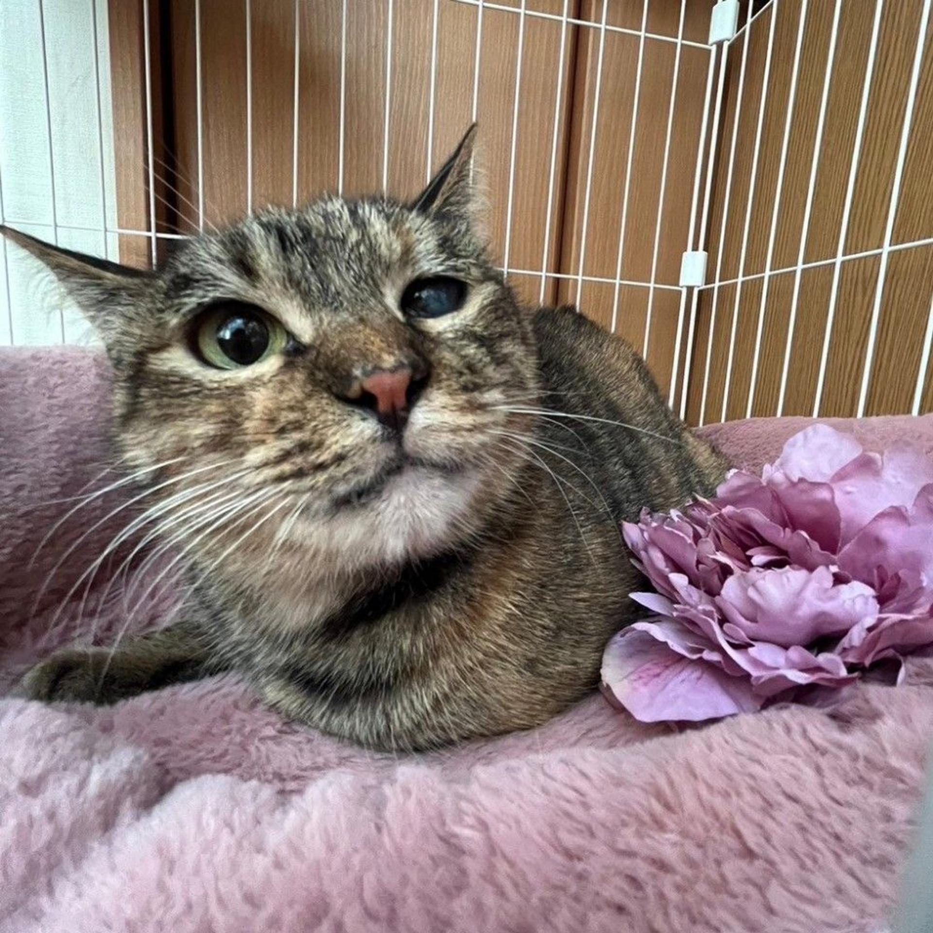 pet-image-2