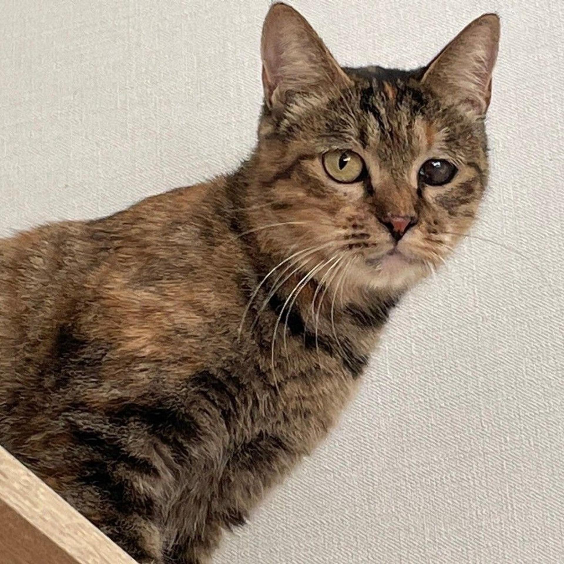 pet-image-4