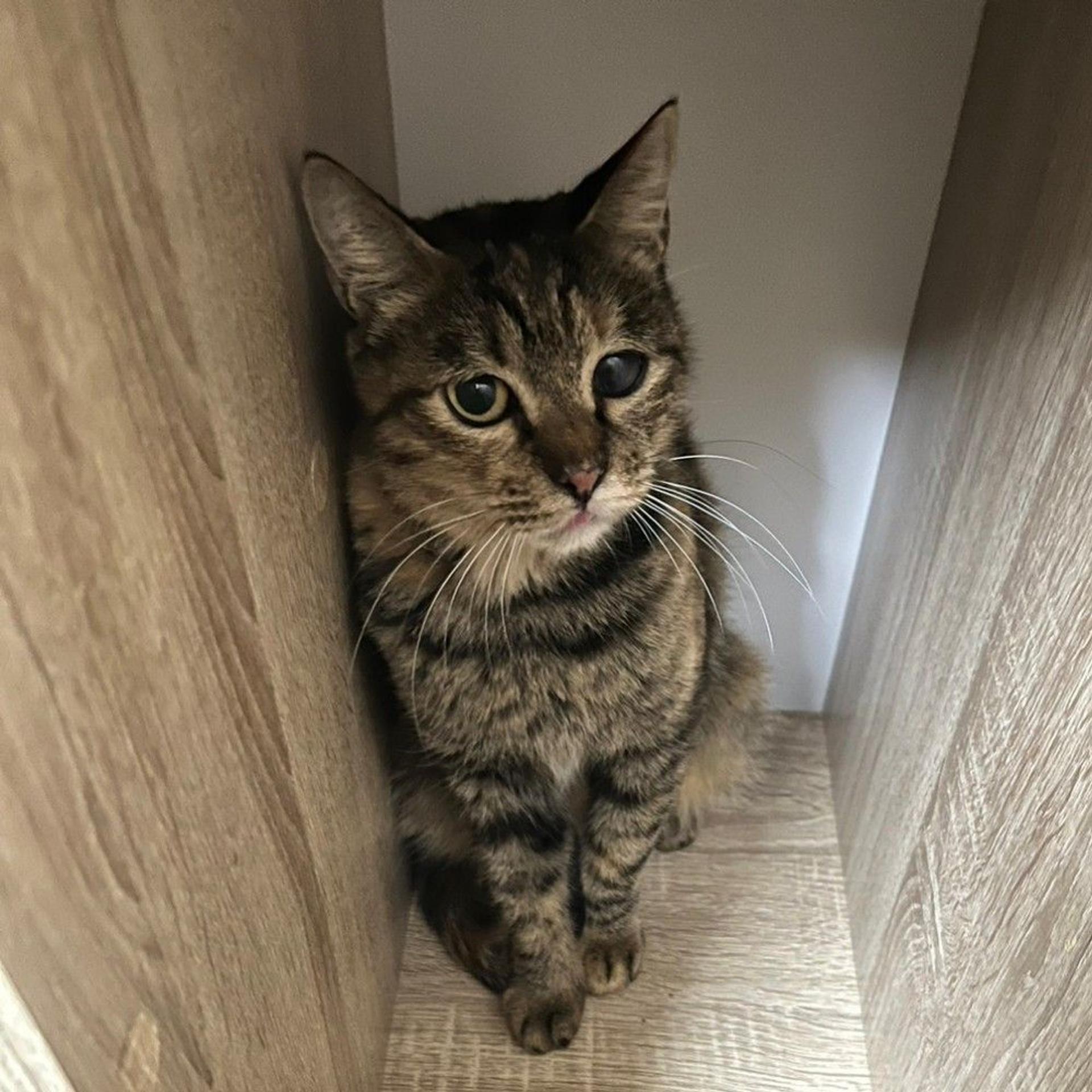 pet-image-5