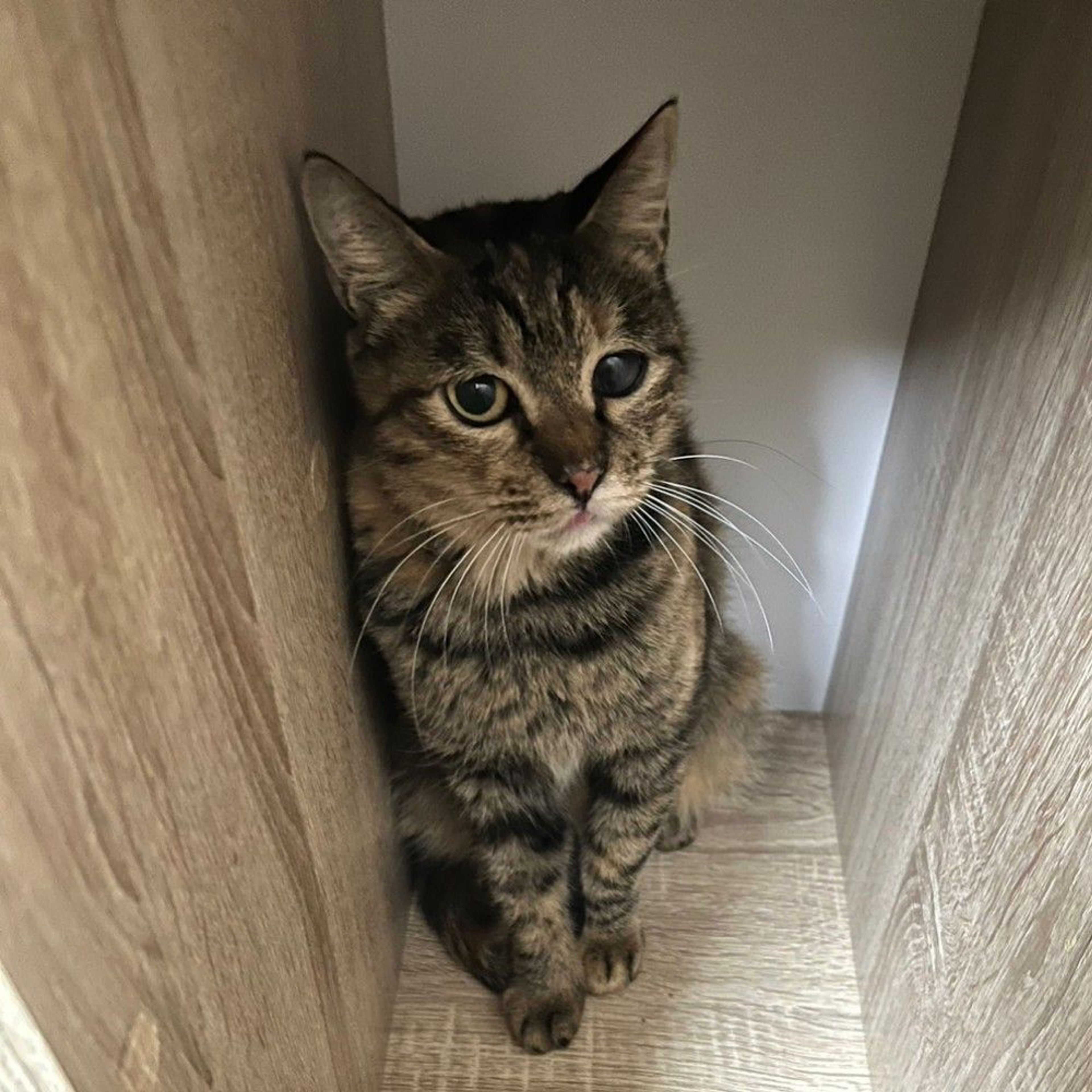 pet-image-5