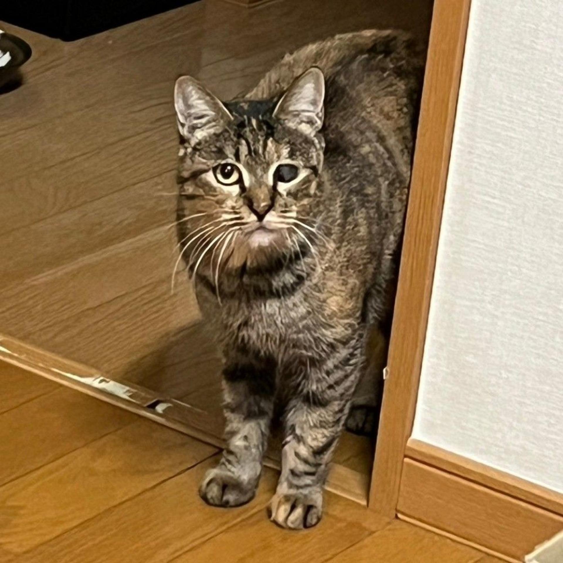 pet-image-7