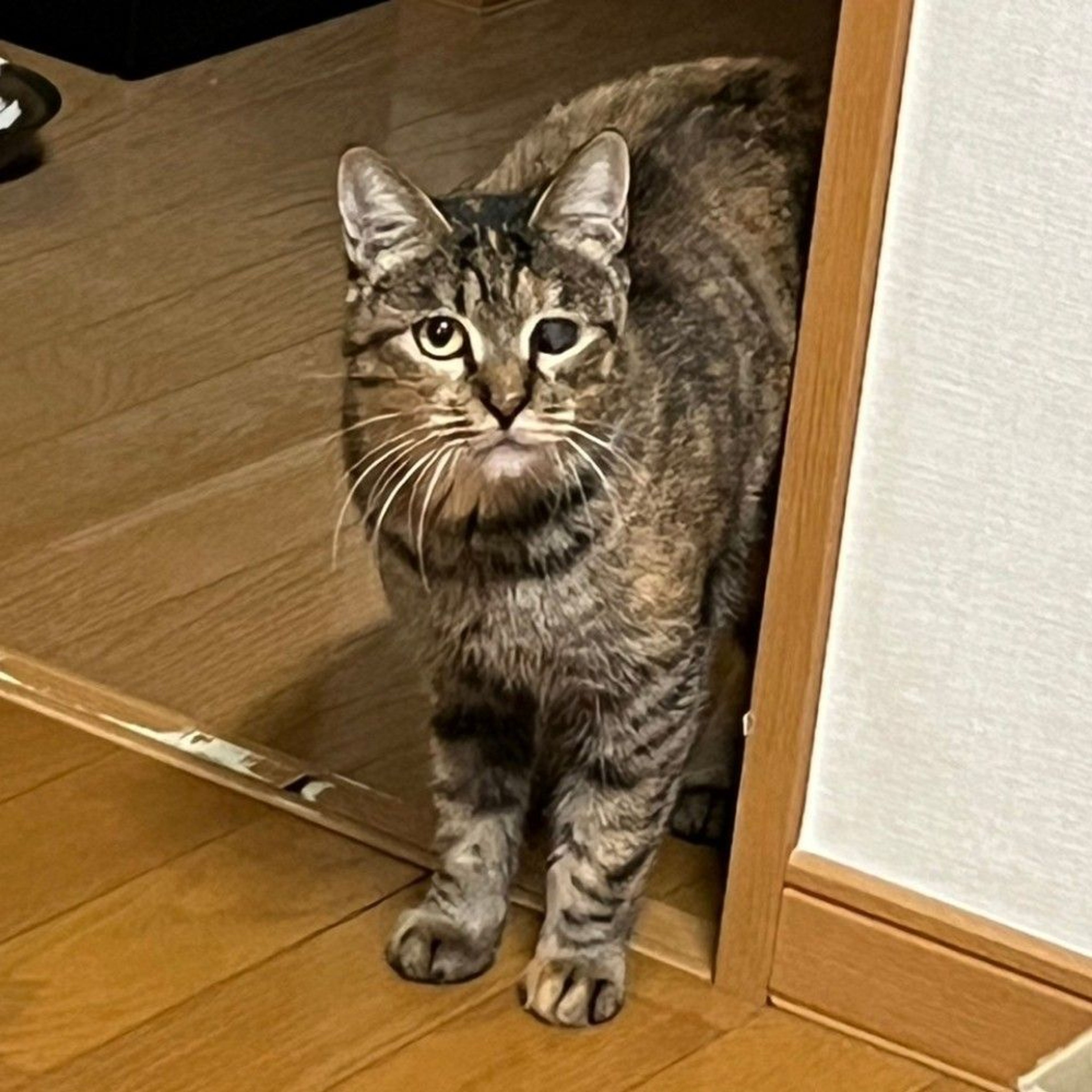 pet-image-7