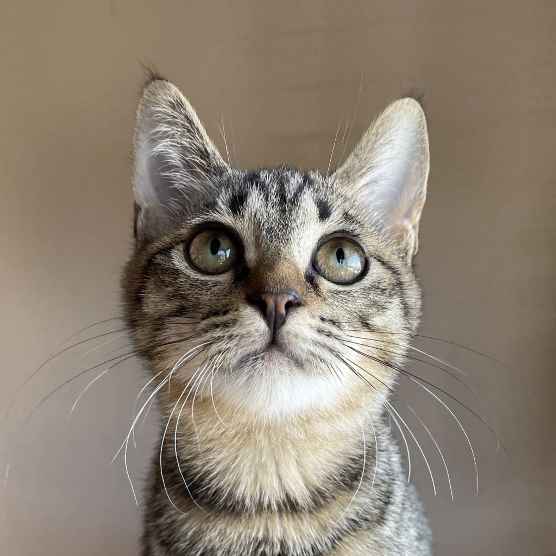 雑種（ミックス猫）・オスの里親募集の写真