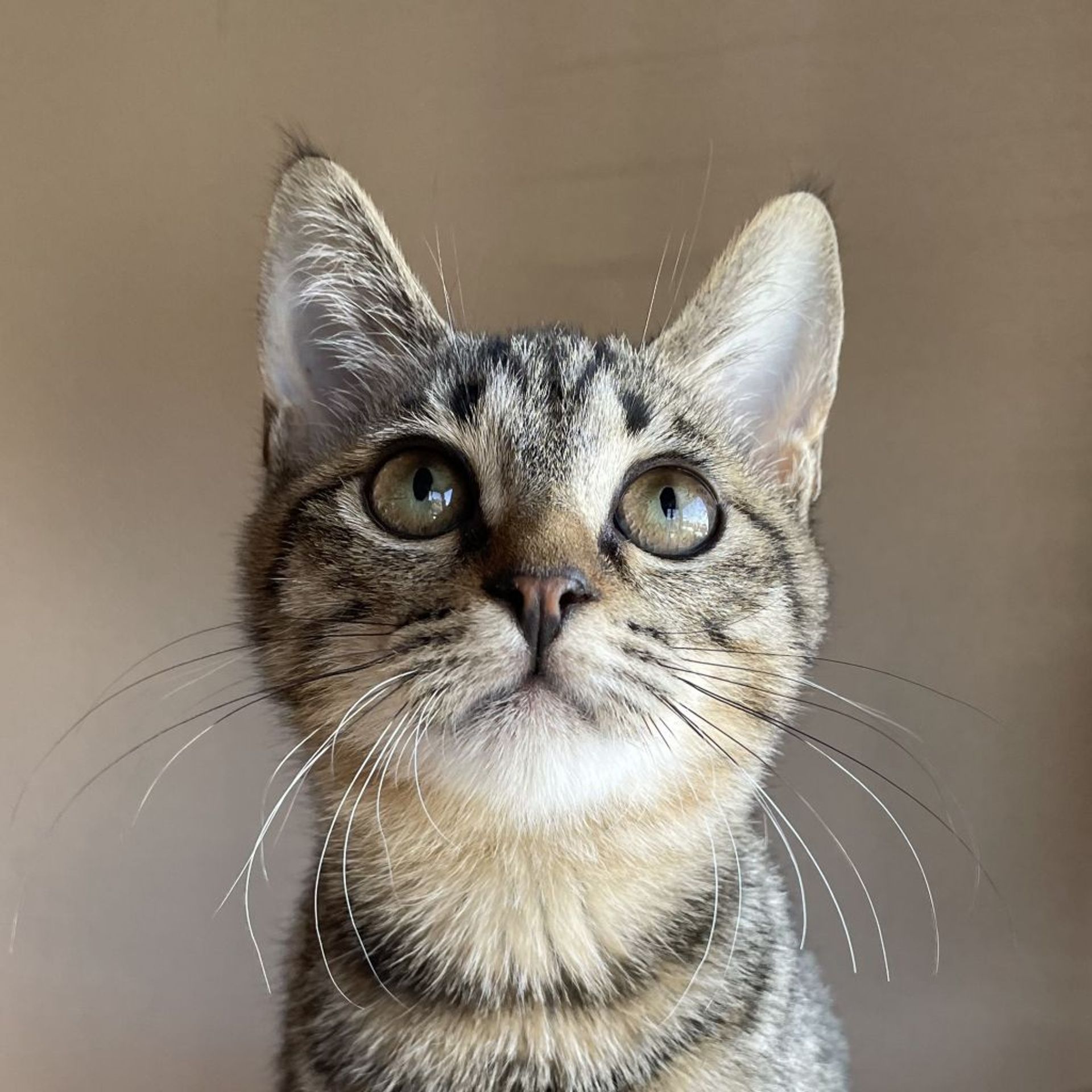雑種（ミックス猫）・オスの里親募集の写真