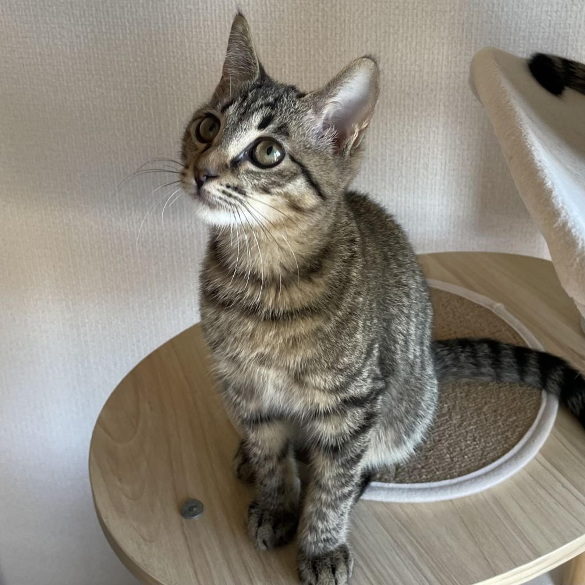 pet-image-4