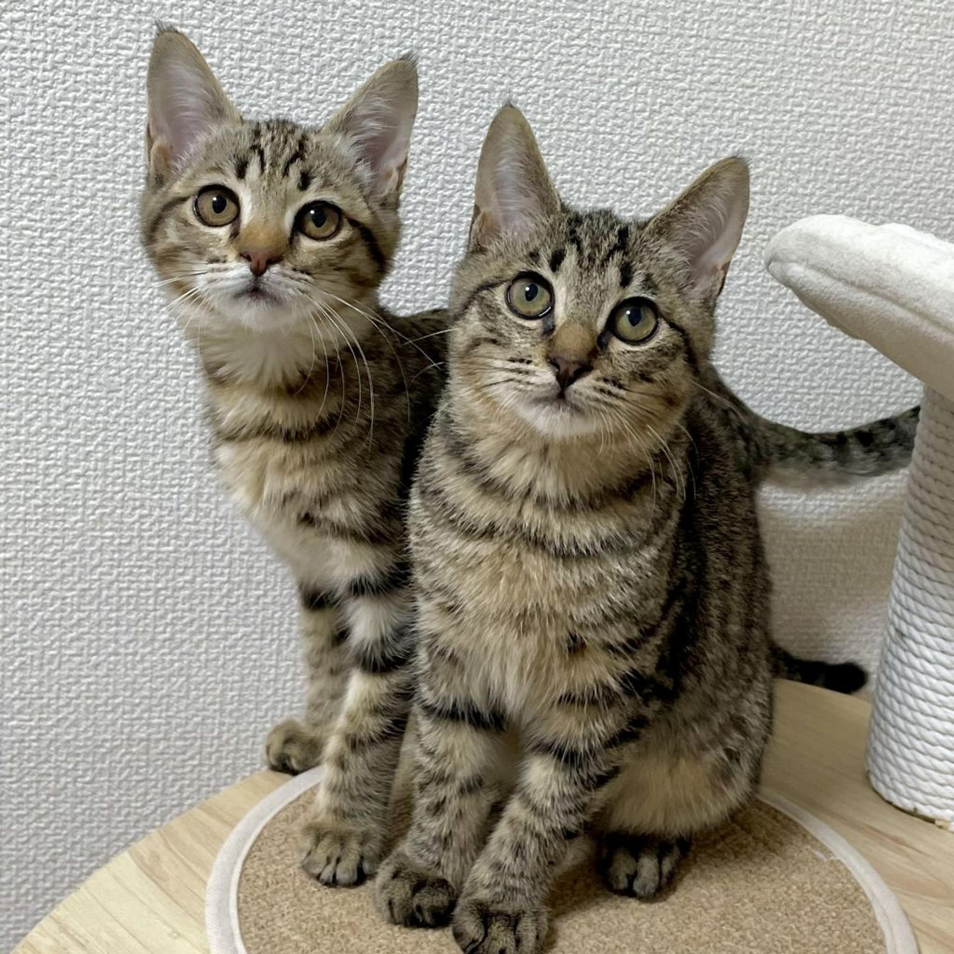 pet-image-6