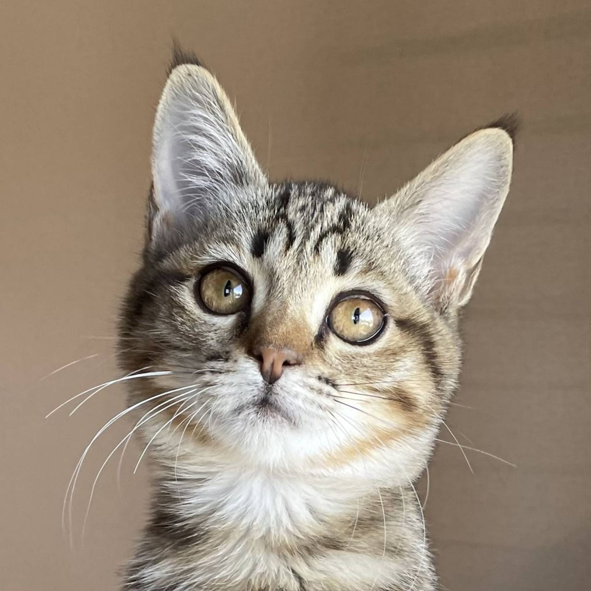 雑種（ミックス猫）・オスの里親募集の写真