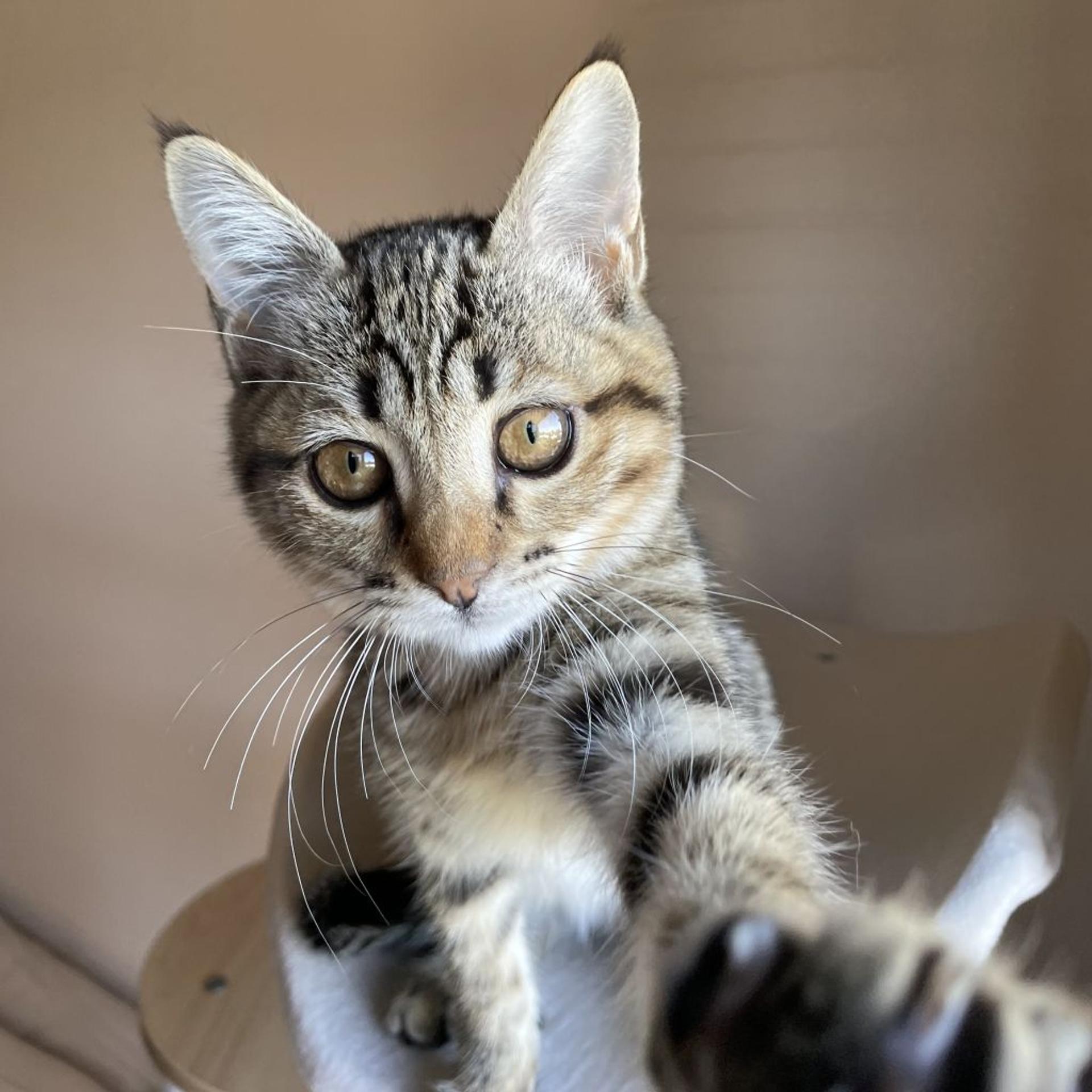 pet-image-3