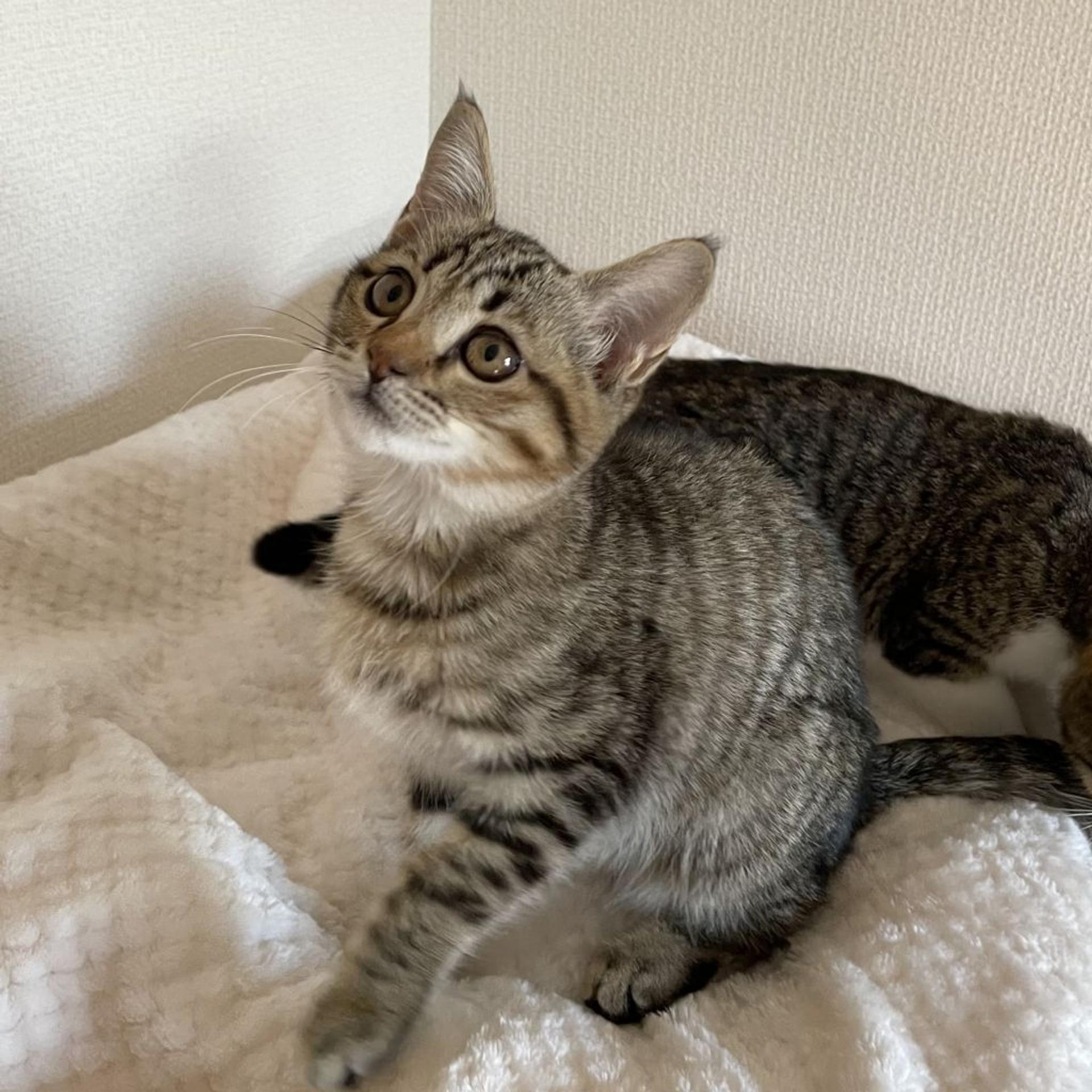 pet-image-4