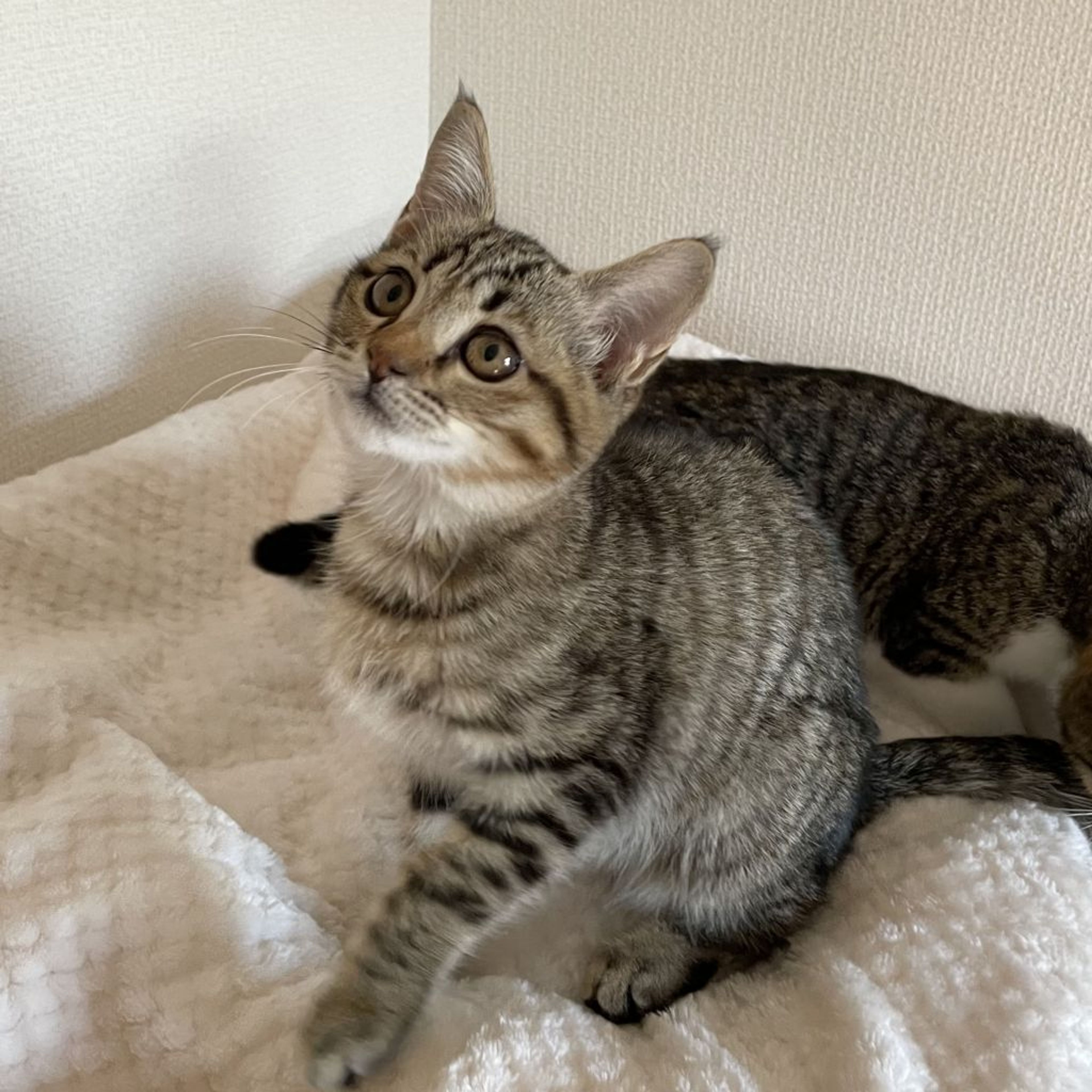 pet-image-4