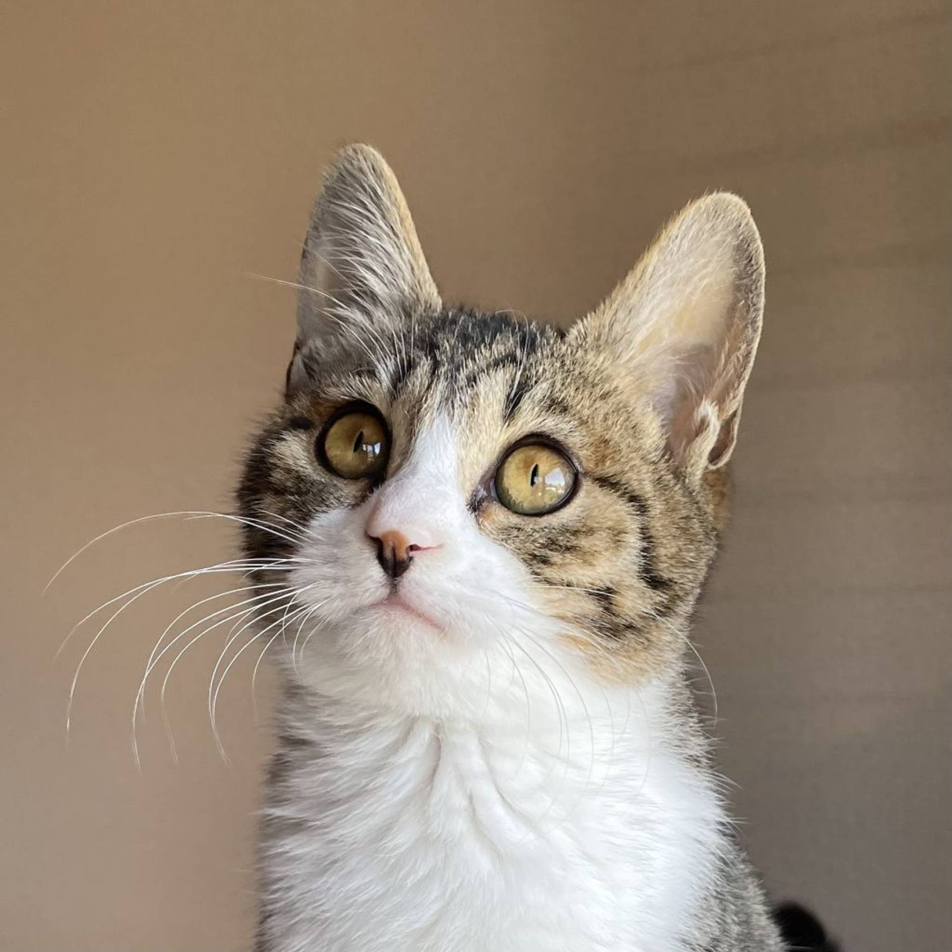 雑種（ミックス猫）・メスの里親募集の写真