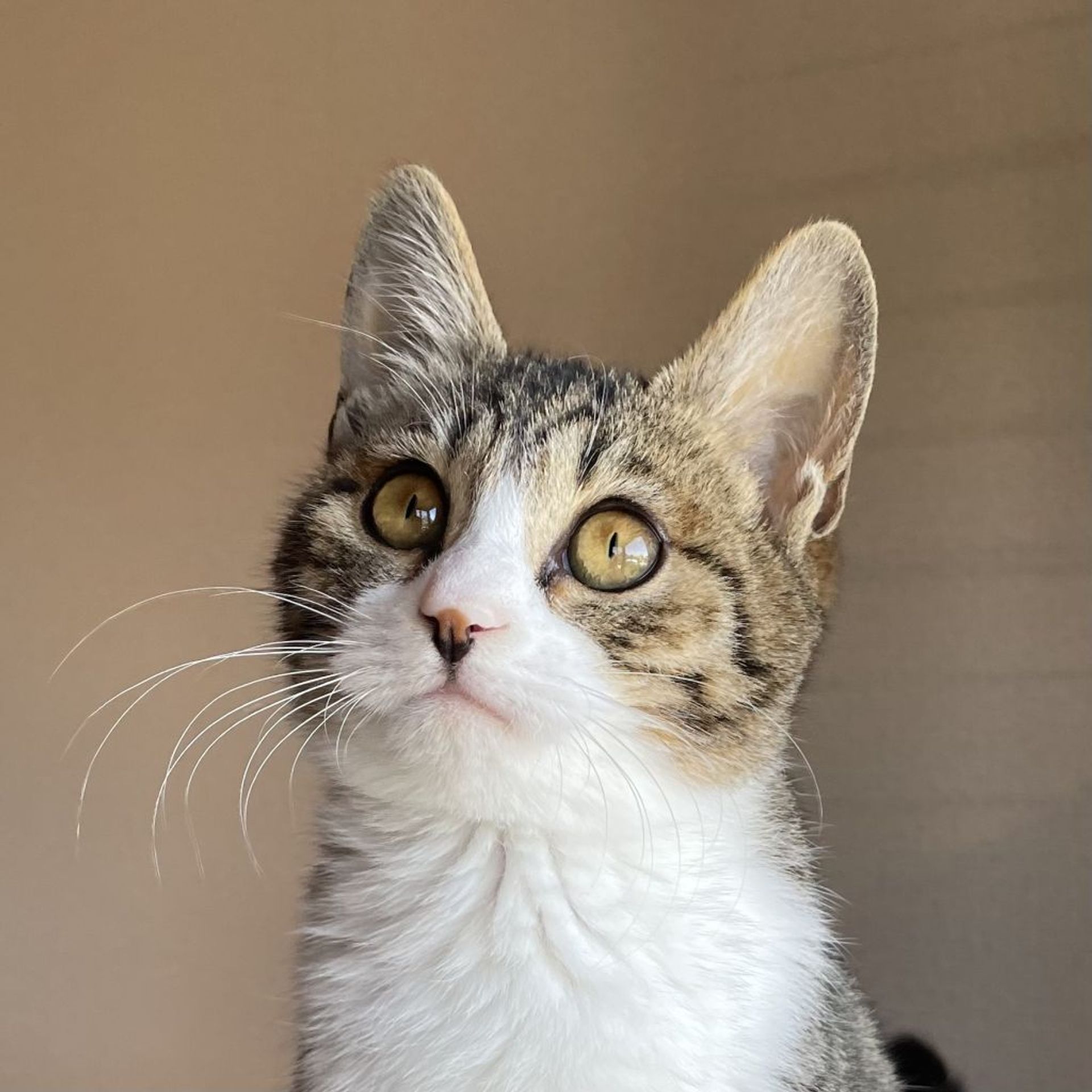 雑種（ミックス猫）・メスの里親募集の写真