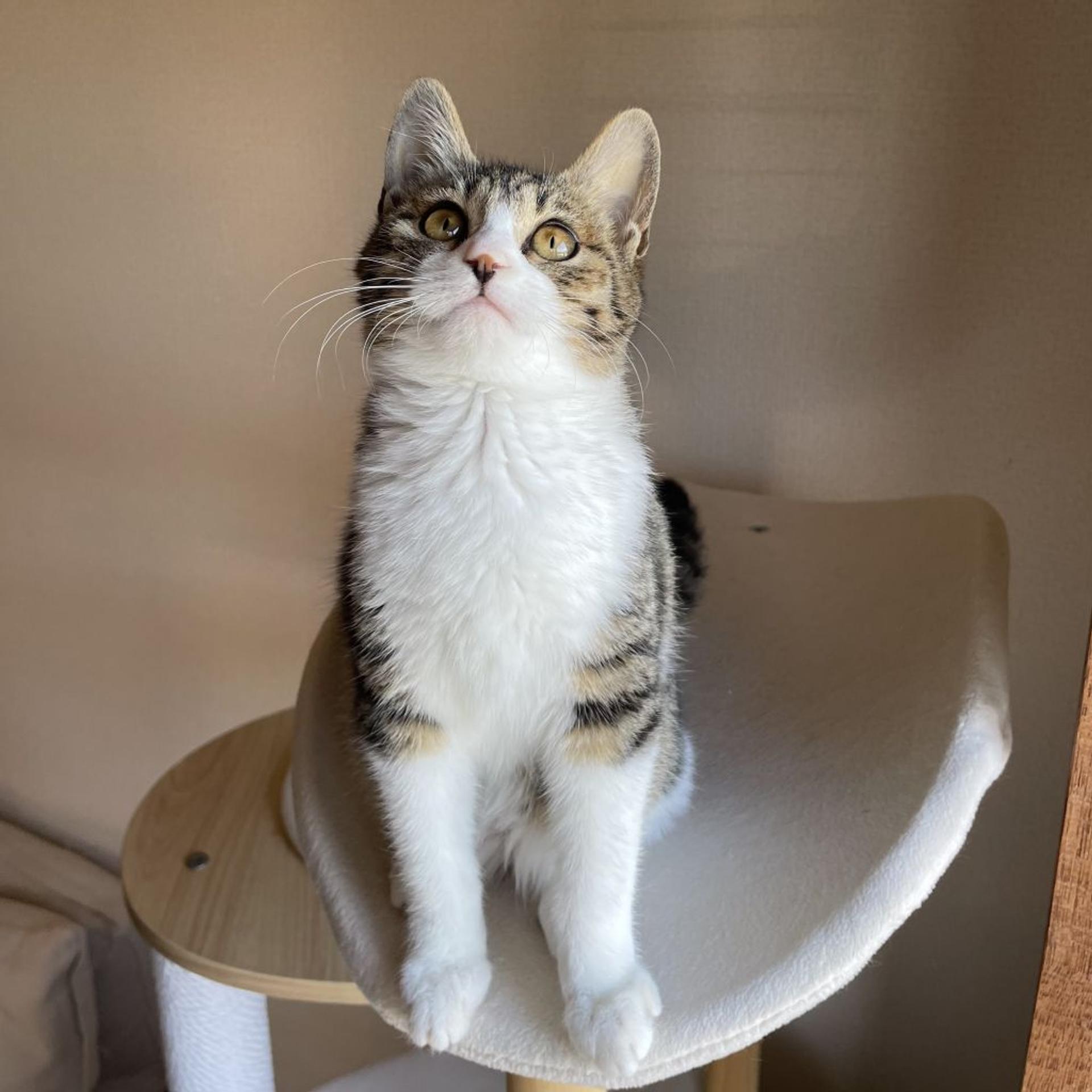pet-image-2