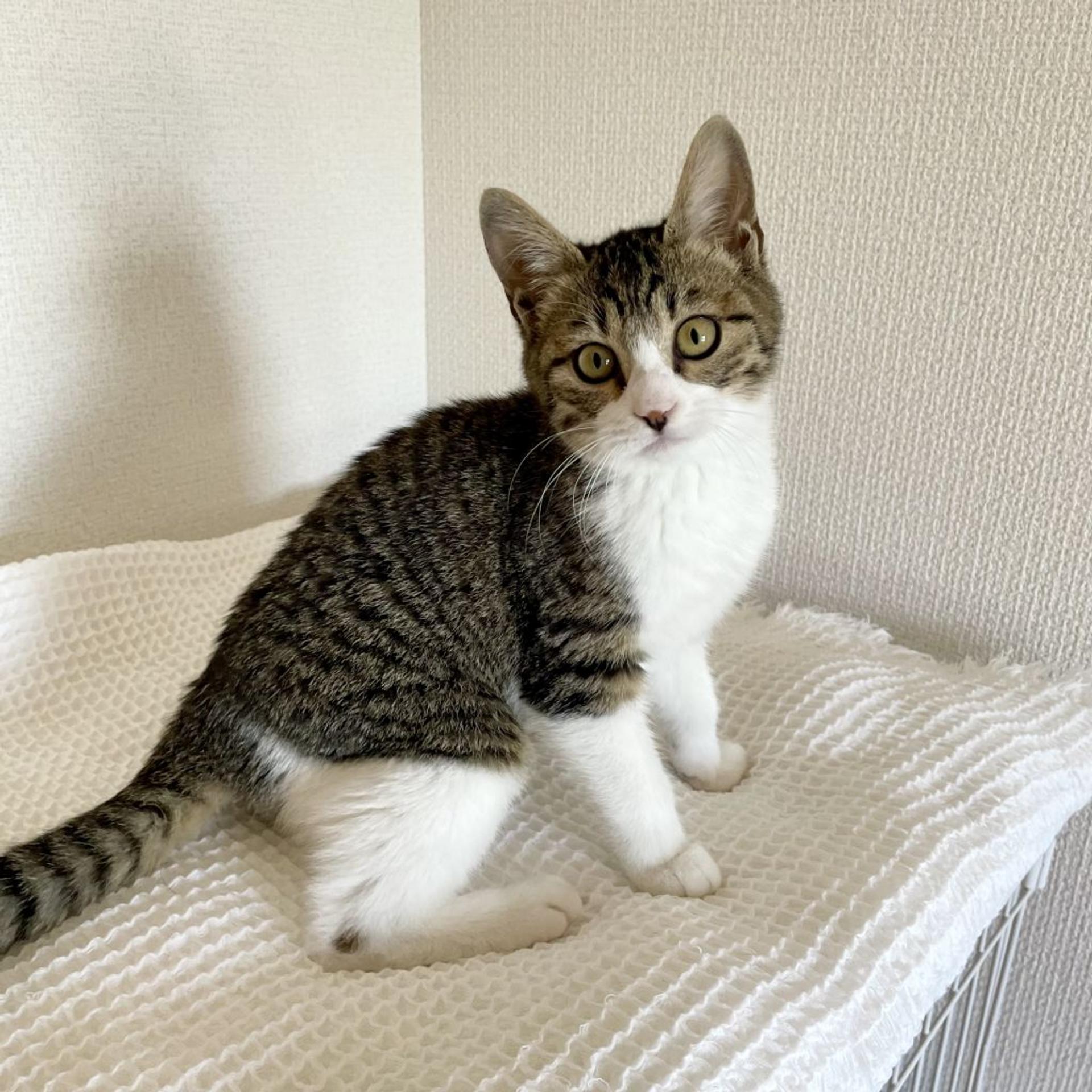 pet-image-5