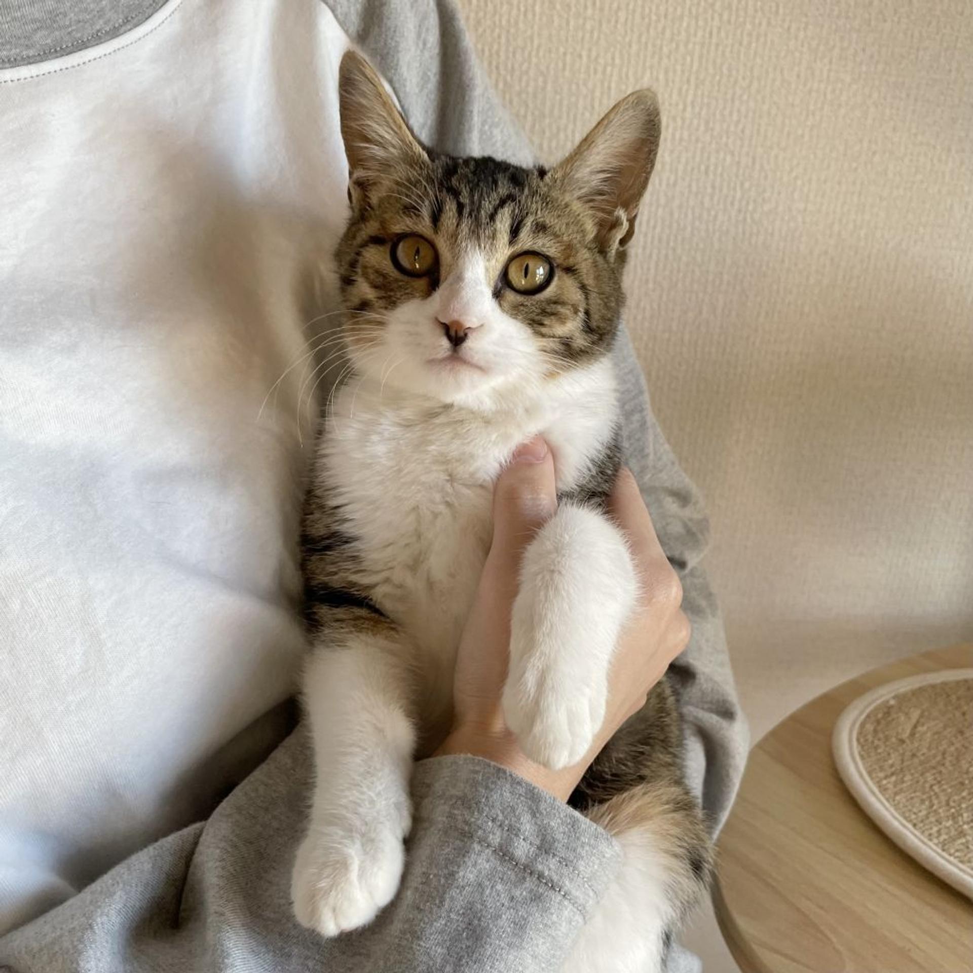 pet-image-6