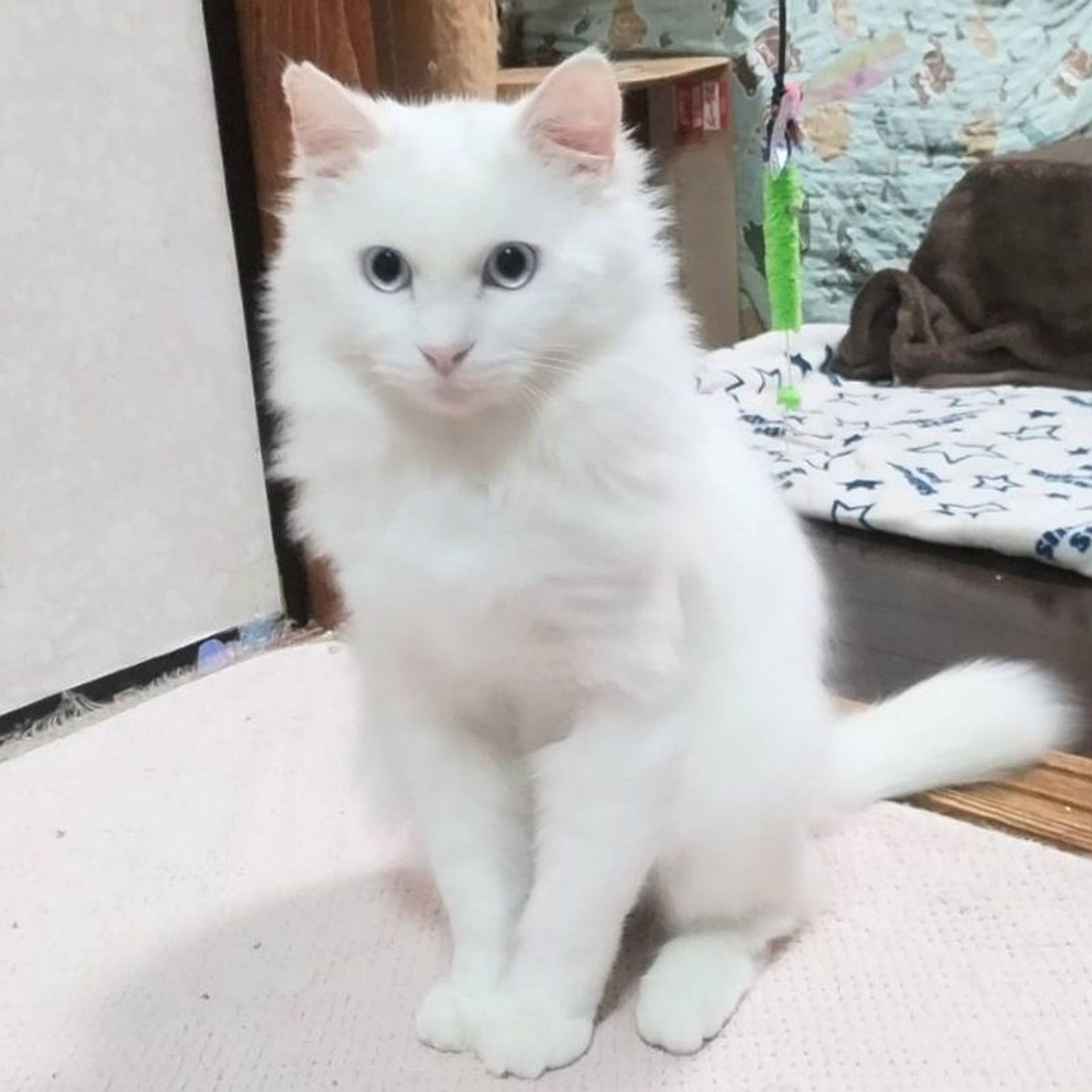 雑種（ミックス猫）・オスの里親募集の写真