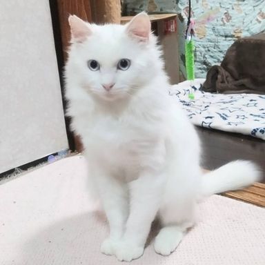 ブランくん★12/23譲渡会参加の写真