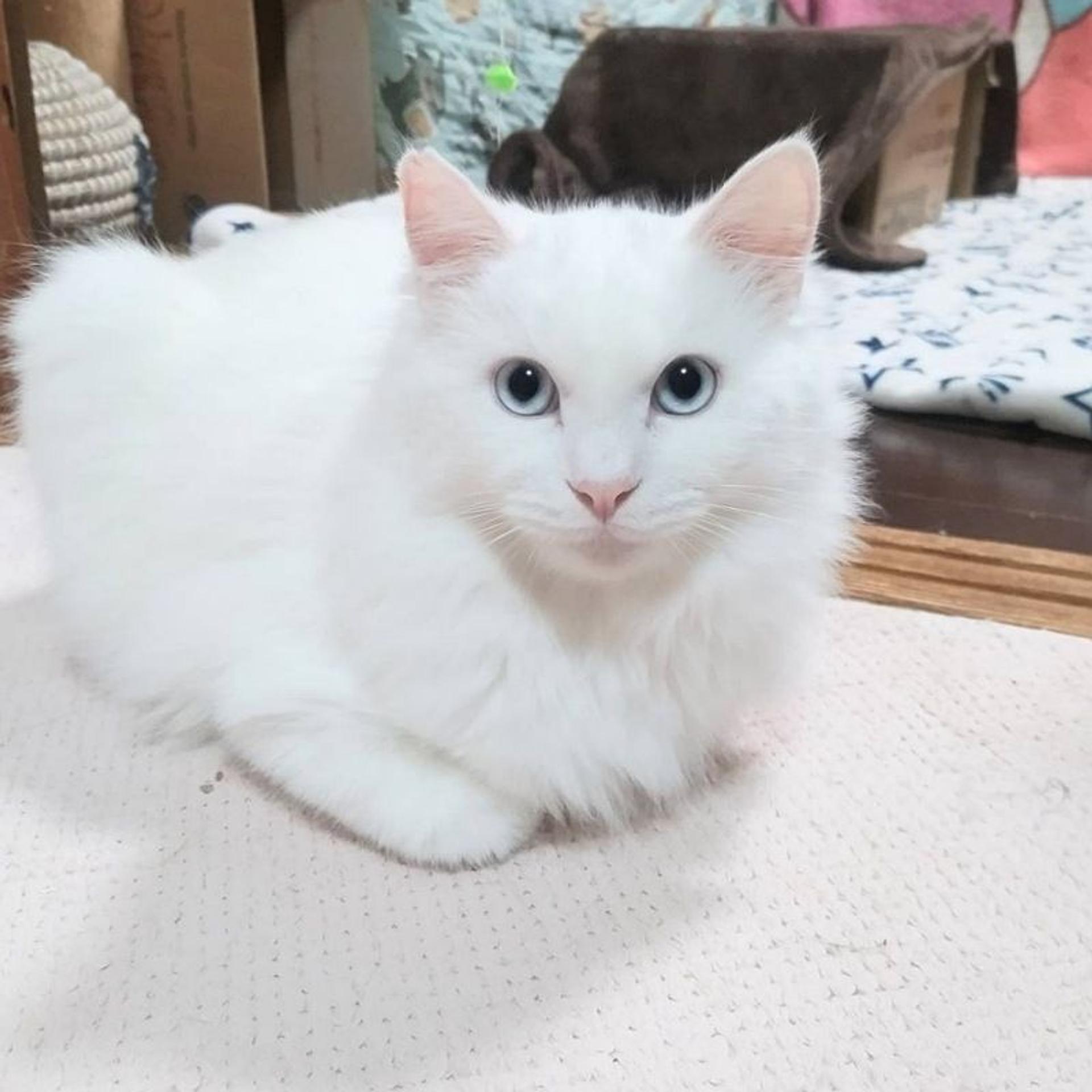 pet-image-2