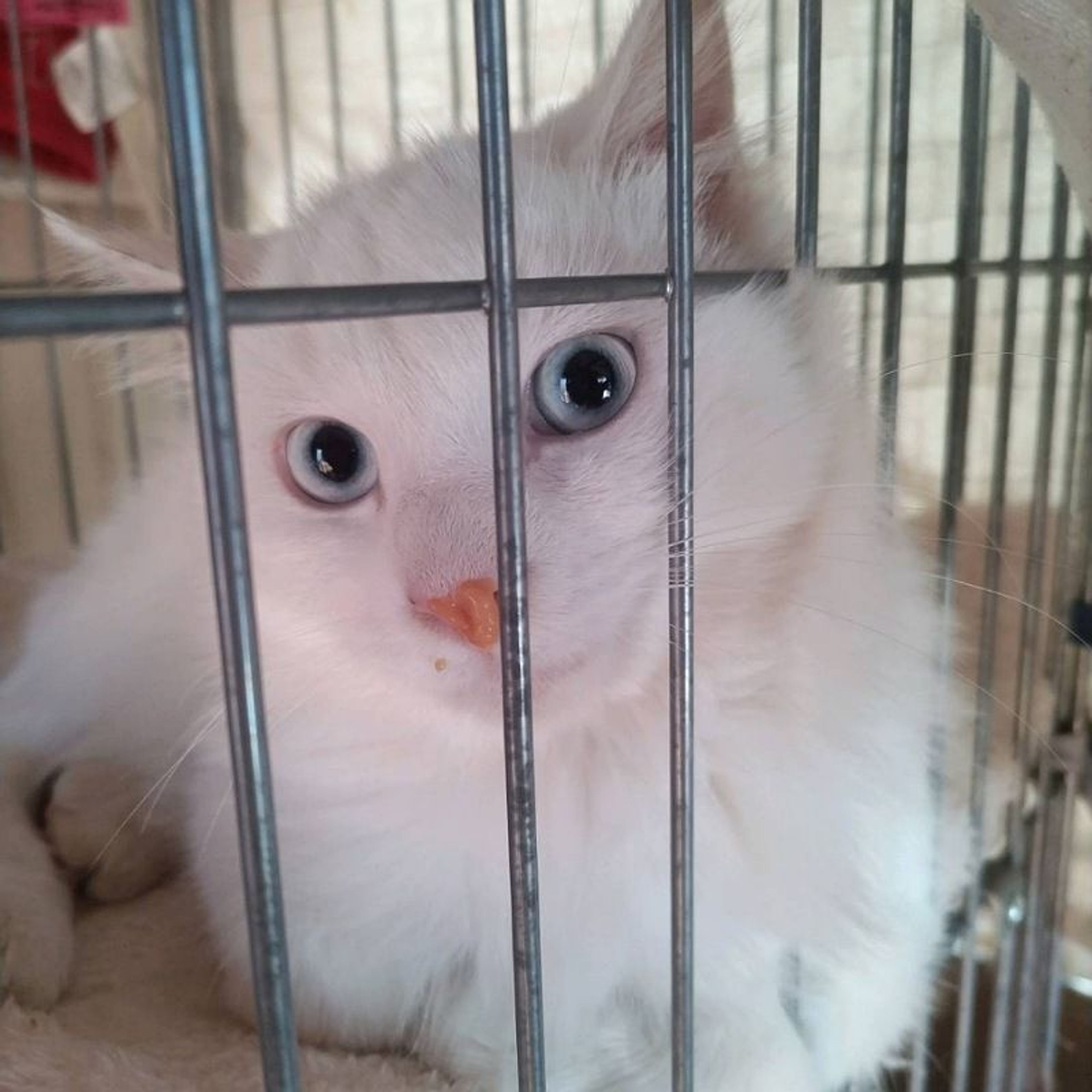 pet-image-3