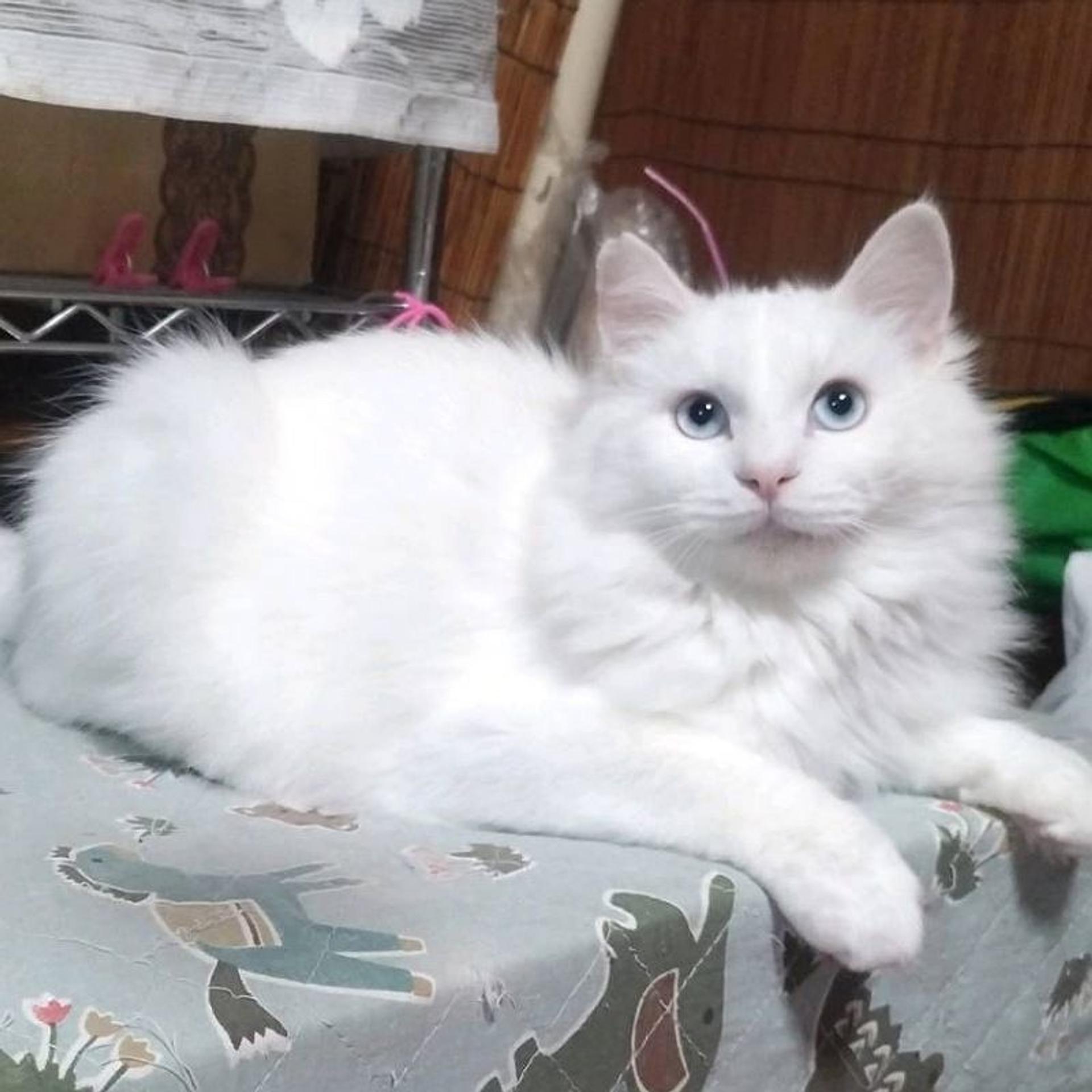 pet-image-4