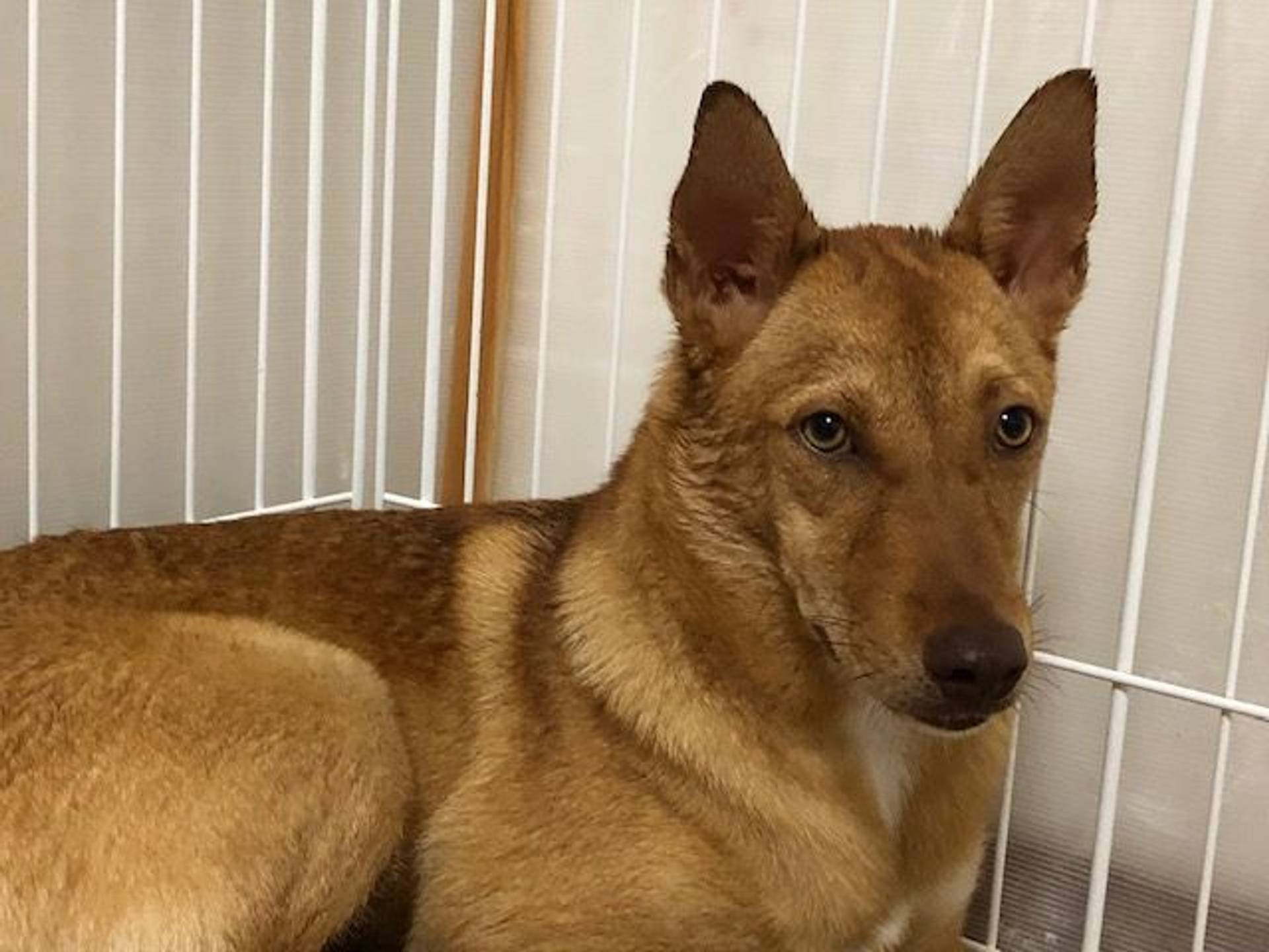 雑種（ミックス犬）・オスの里親募集の写真