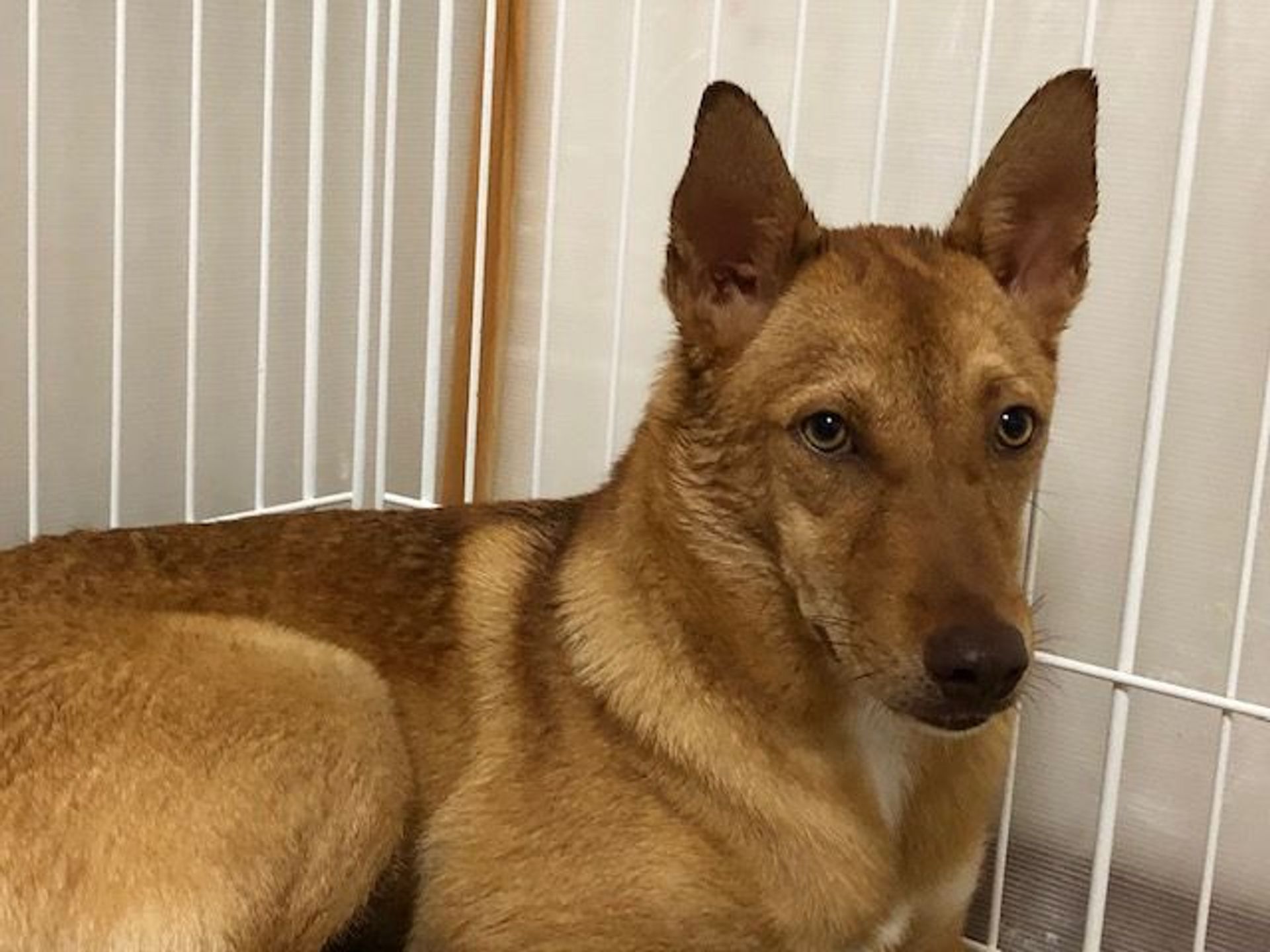雑種（ミックス犬）・オスの里親募集の写真