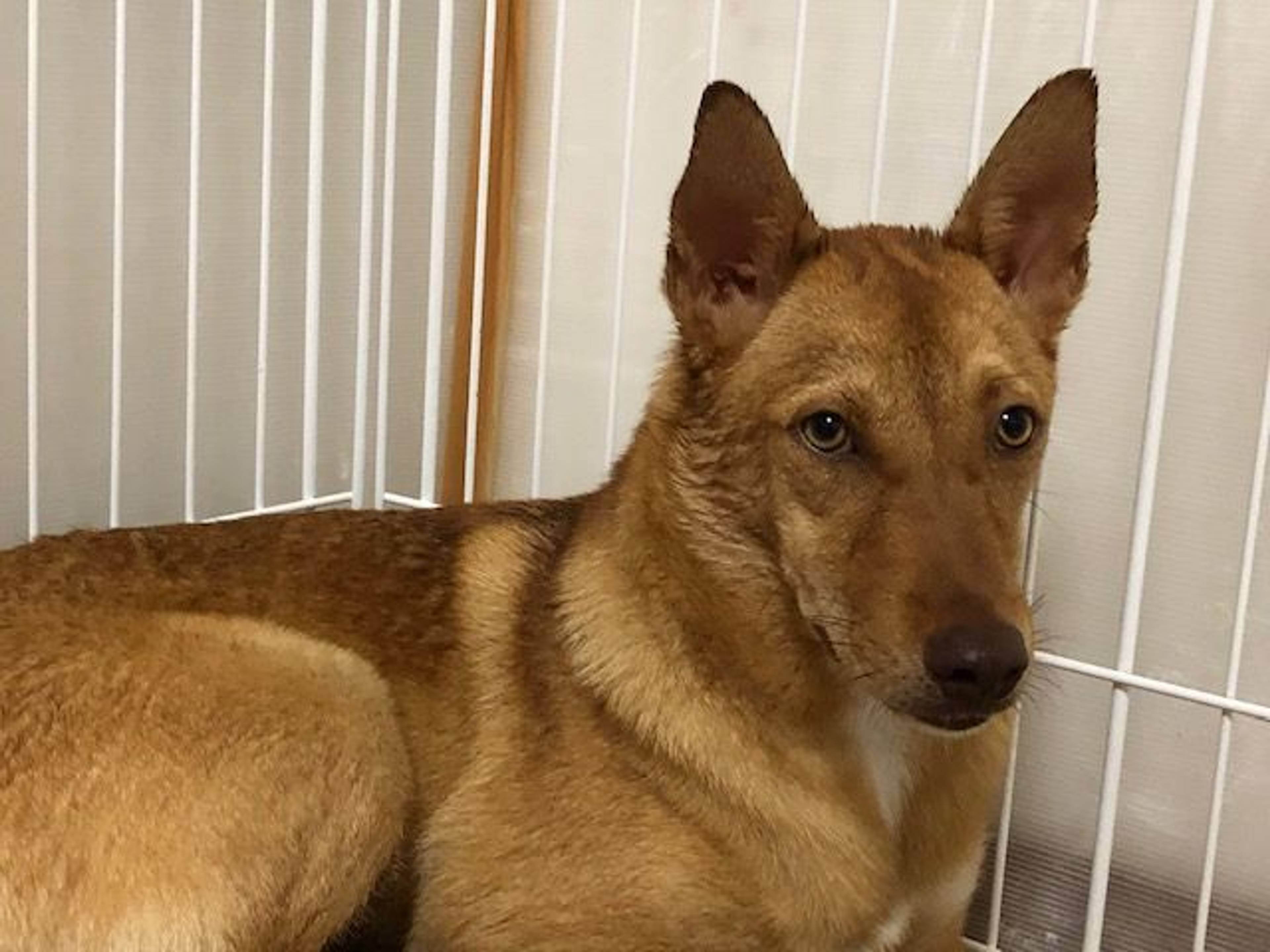 雑種（ミックス犬）・オスの里親募集の写真