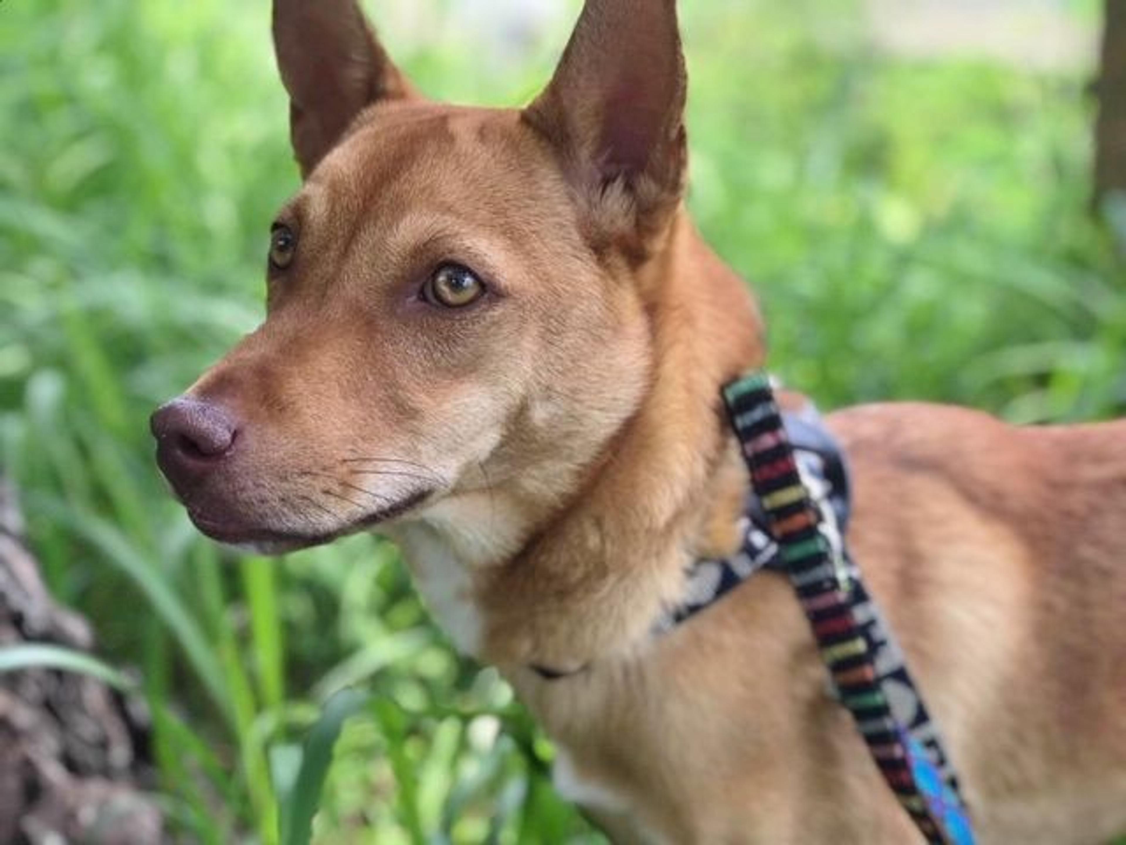 pet-image-3