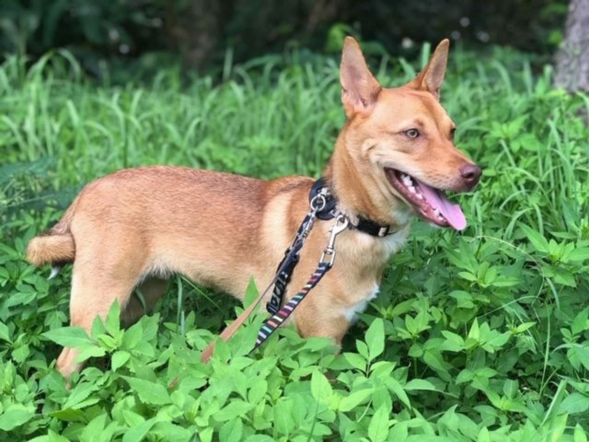 雑種（ミックス犬）・オスの里親募集の写真