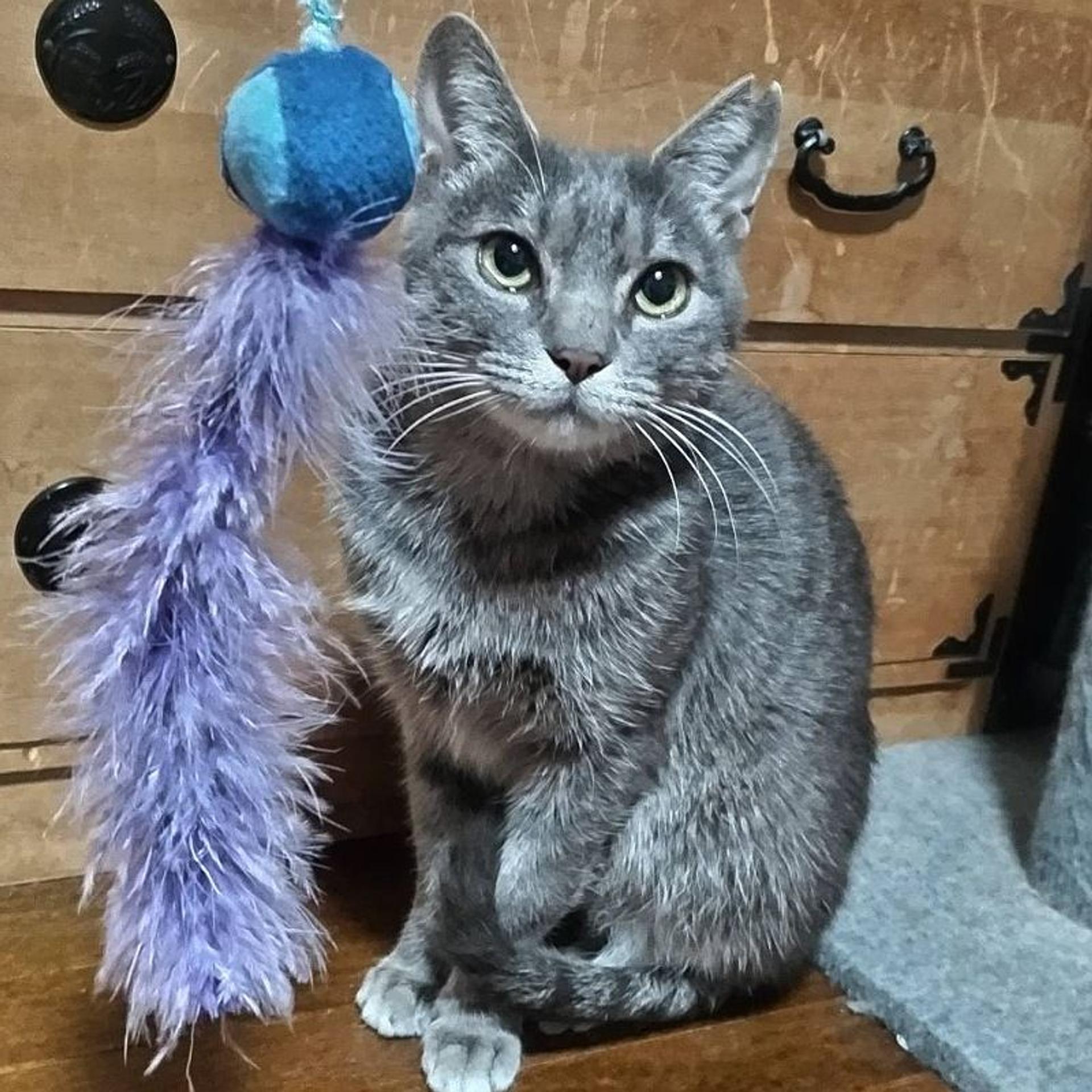 pet-image-5