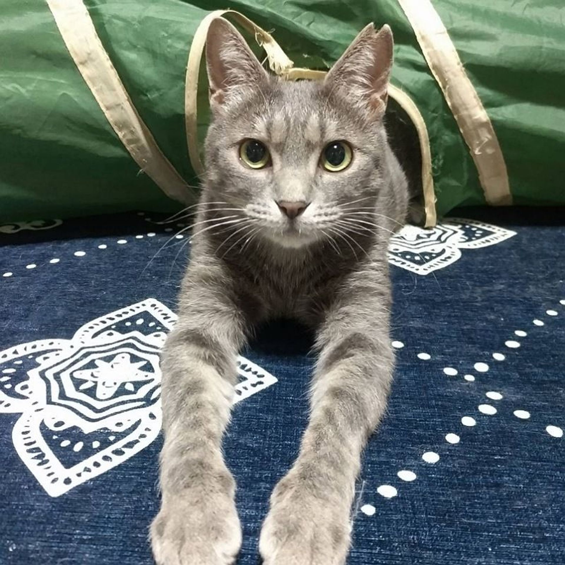 雑種（ミックス猫）・メスの里親募集の写真