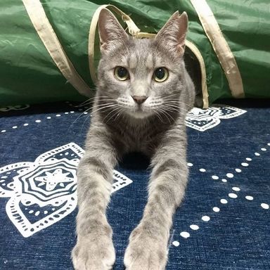 たおちゃん[3/10譲渡会参加]の写真