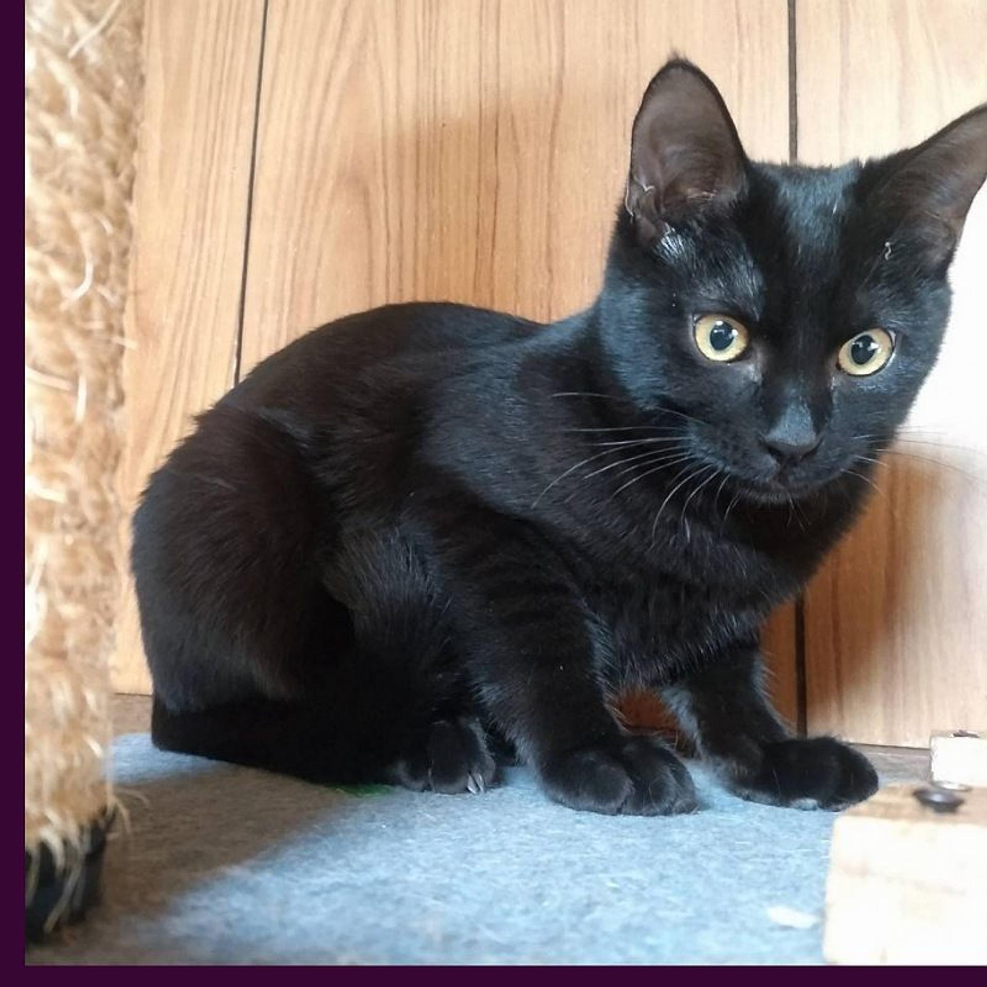 pet-image-4