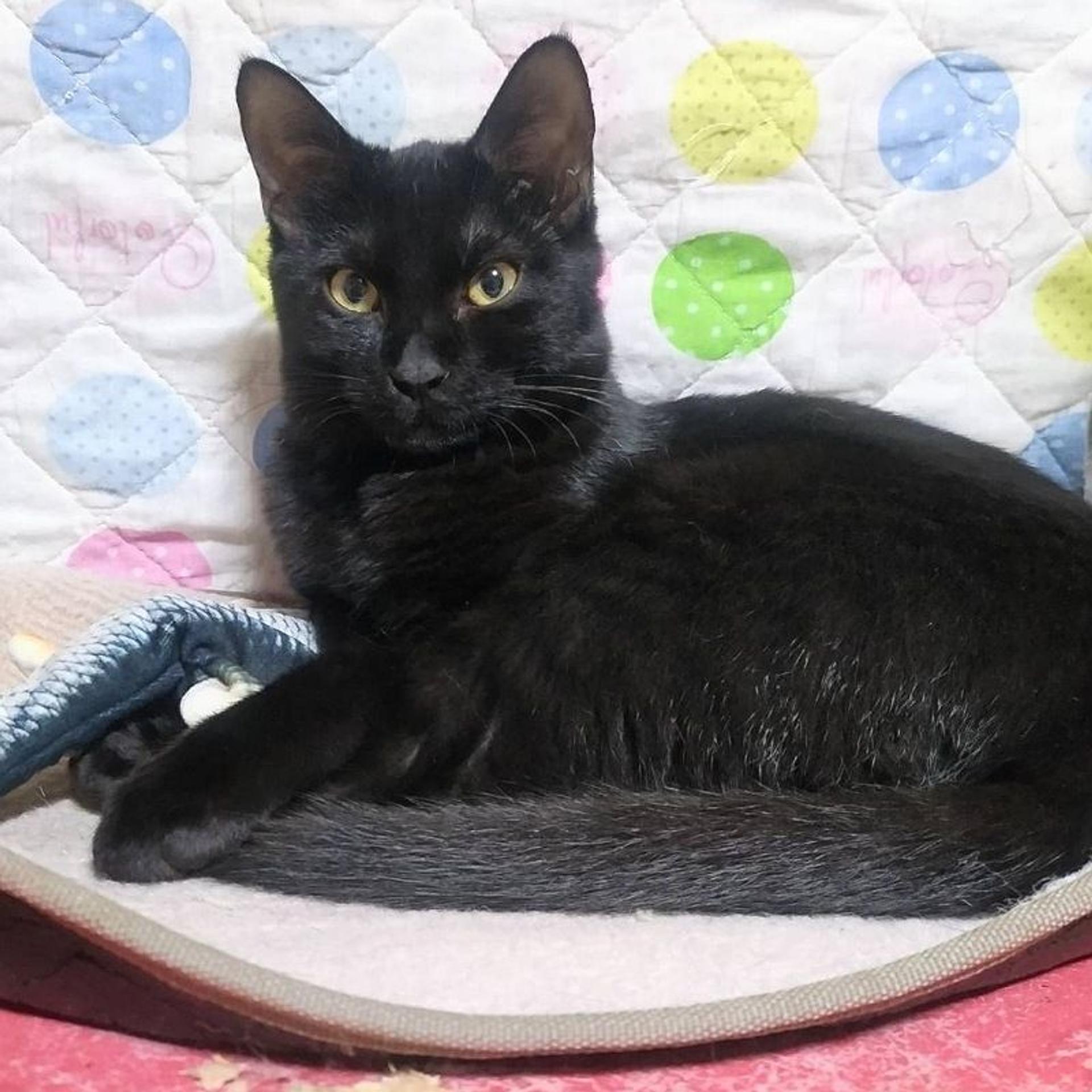 pet-image-5