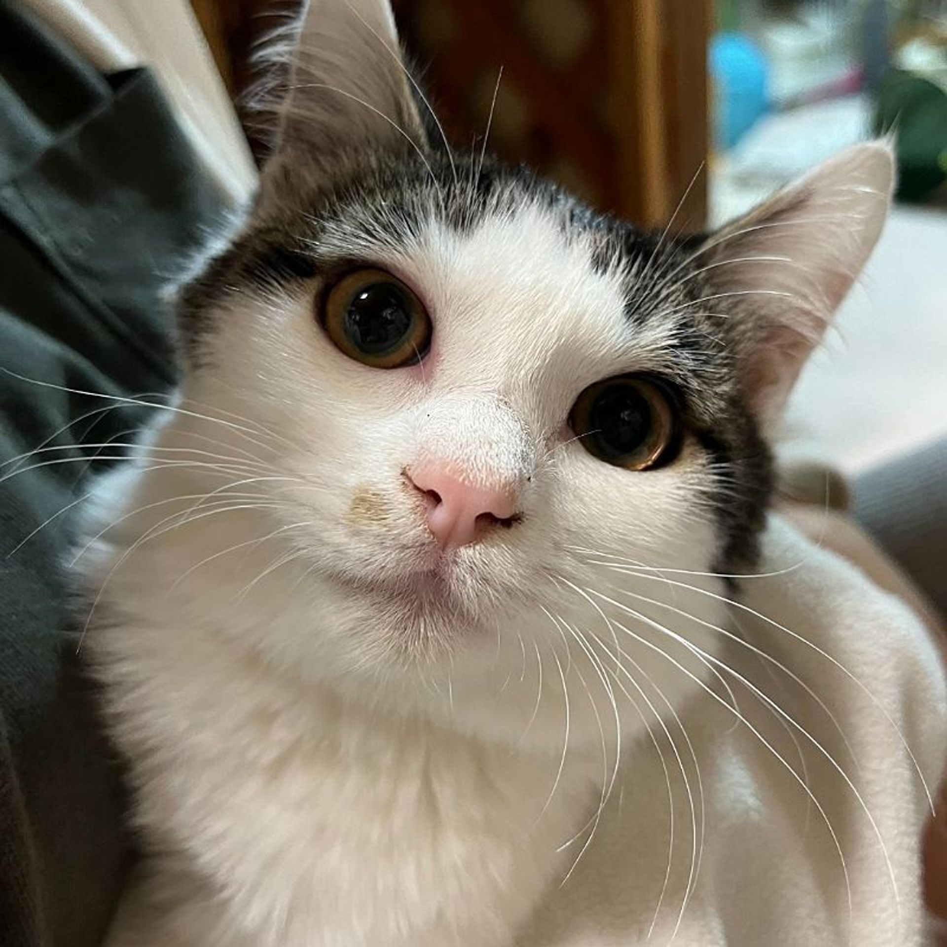 雑種（ミックス猫）・メスの里親募集の写真