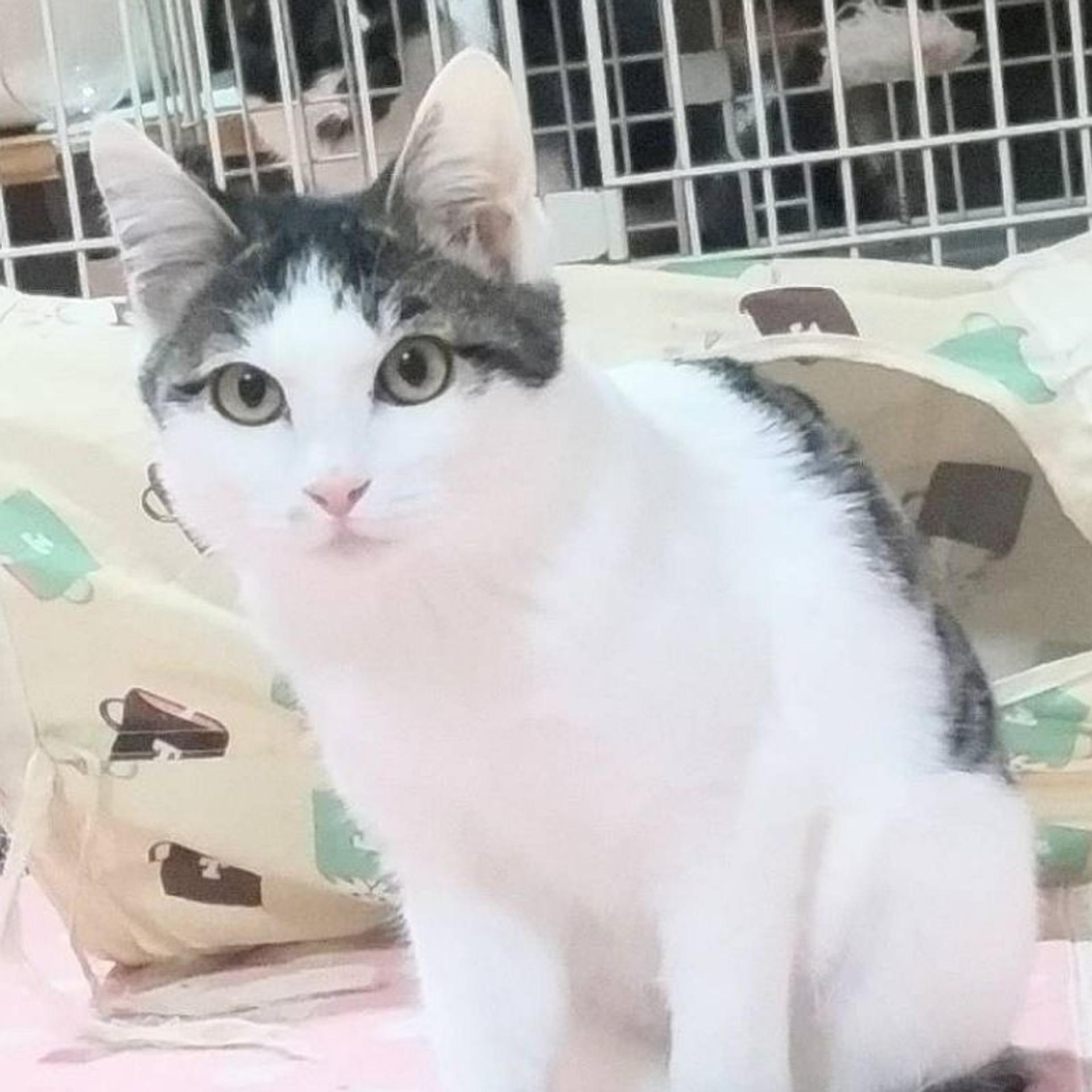 pet-image-3