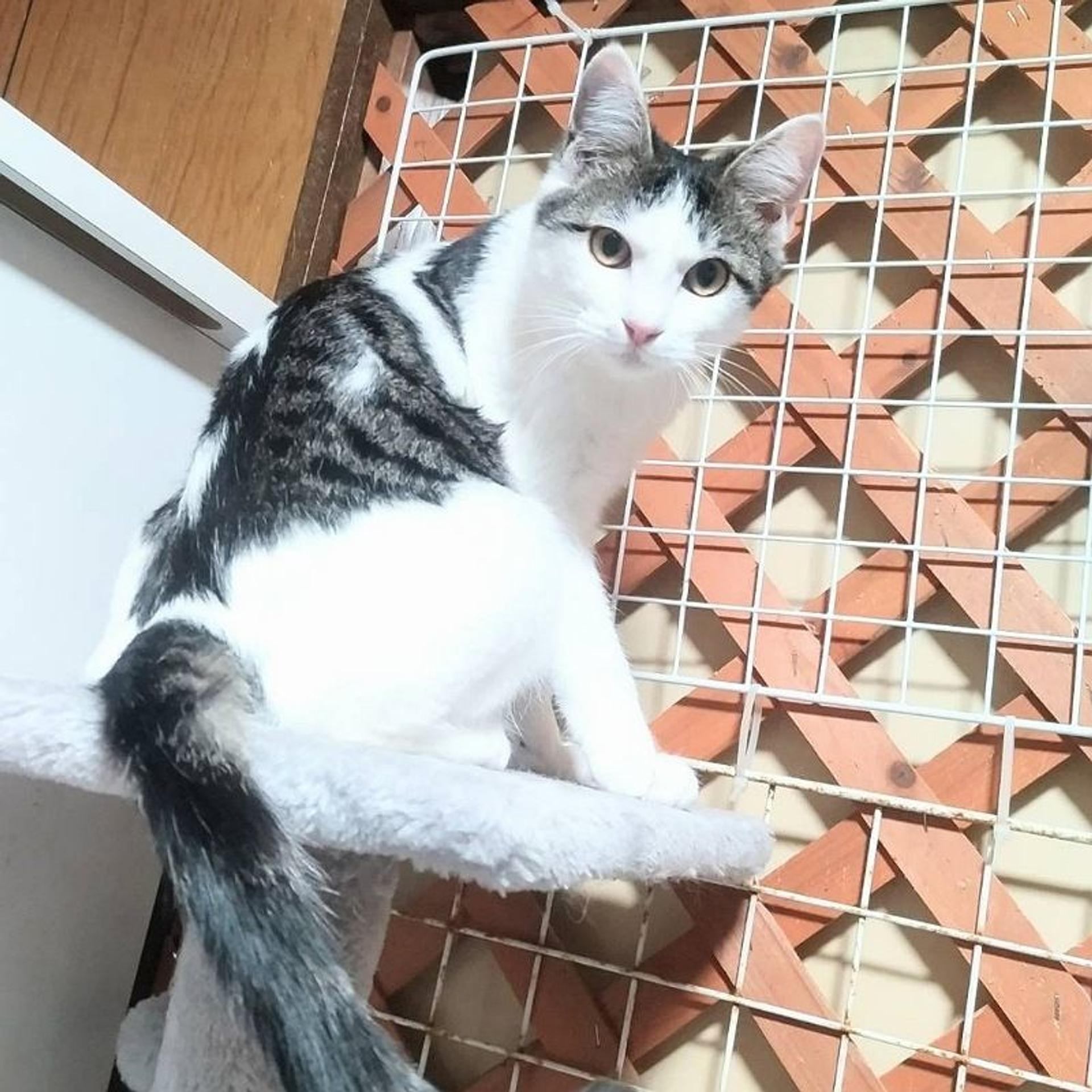 pet-image-6