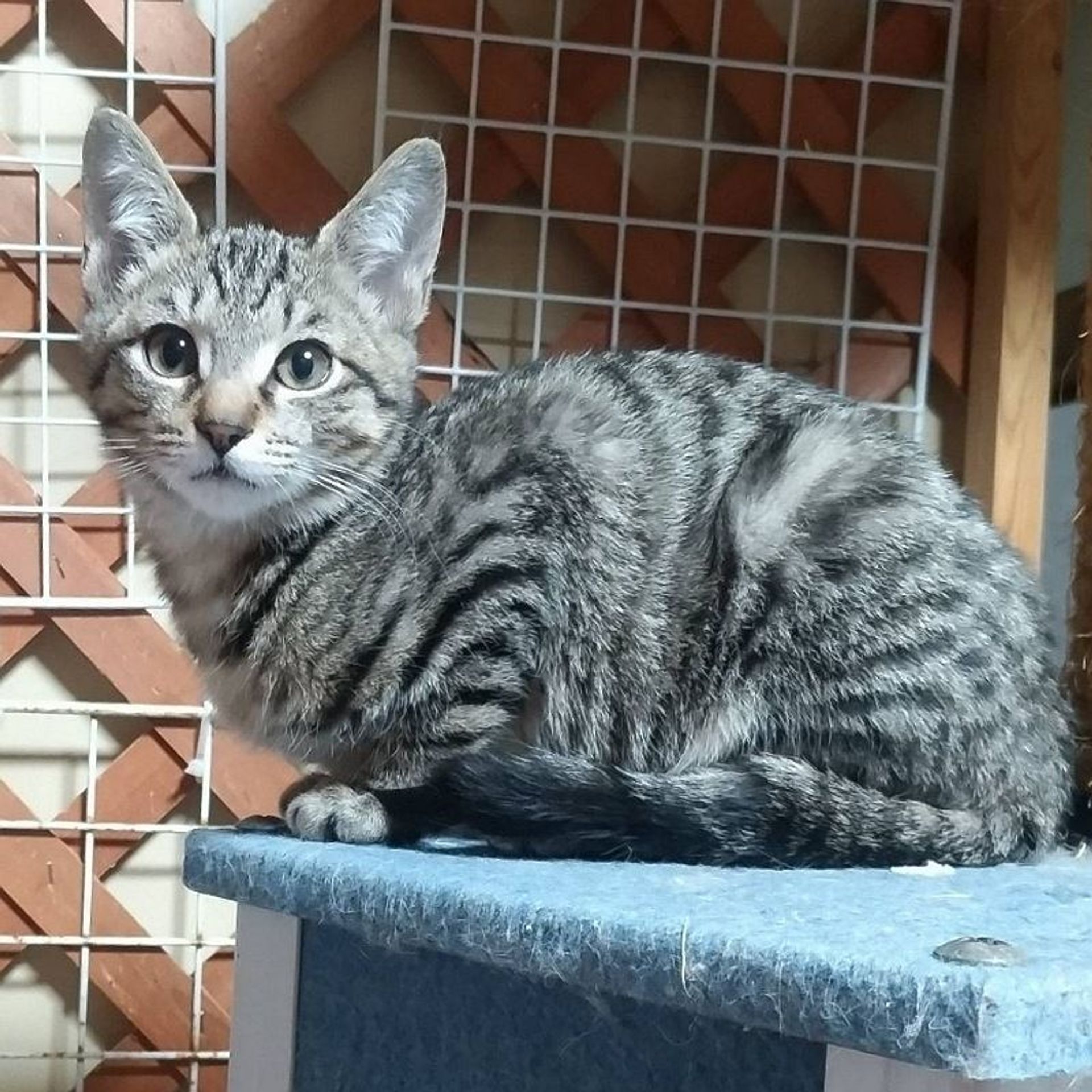 雑種（ミックス猫）・メスの里親募集の写真